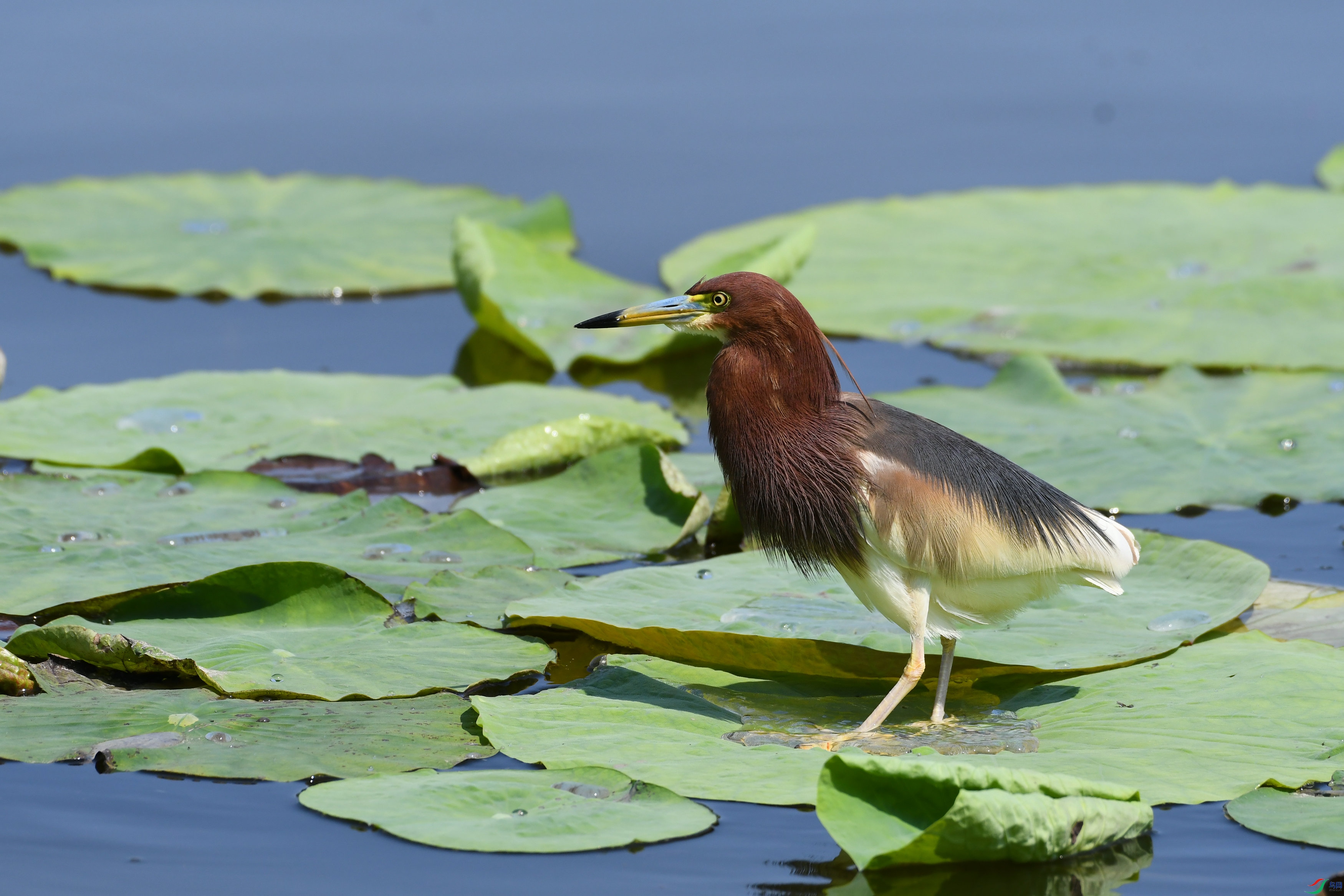DSC_1622.JPG