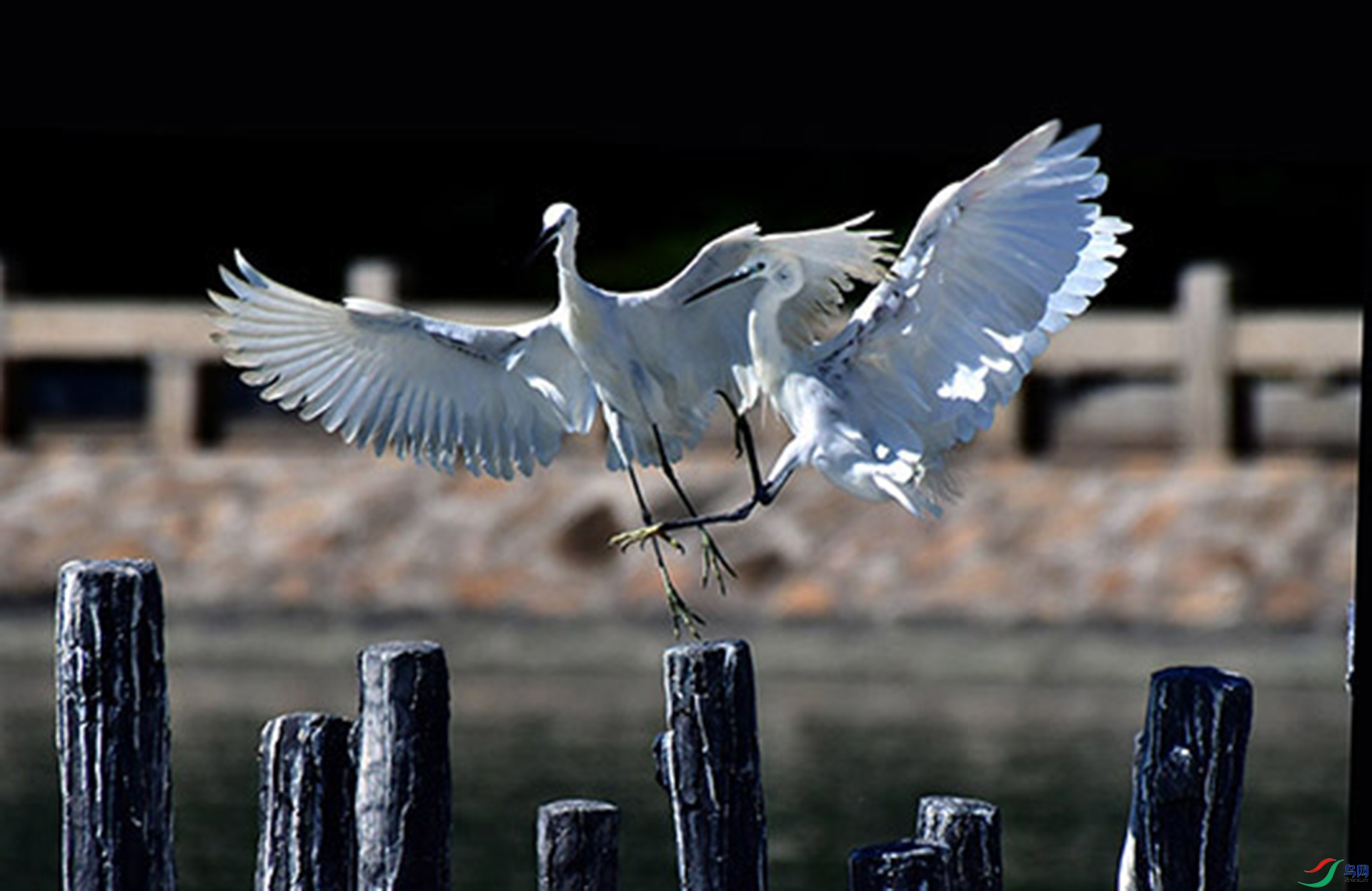 DSC_4341 - ����.jpg