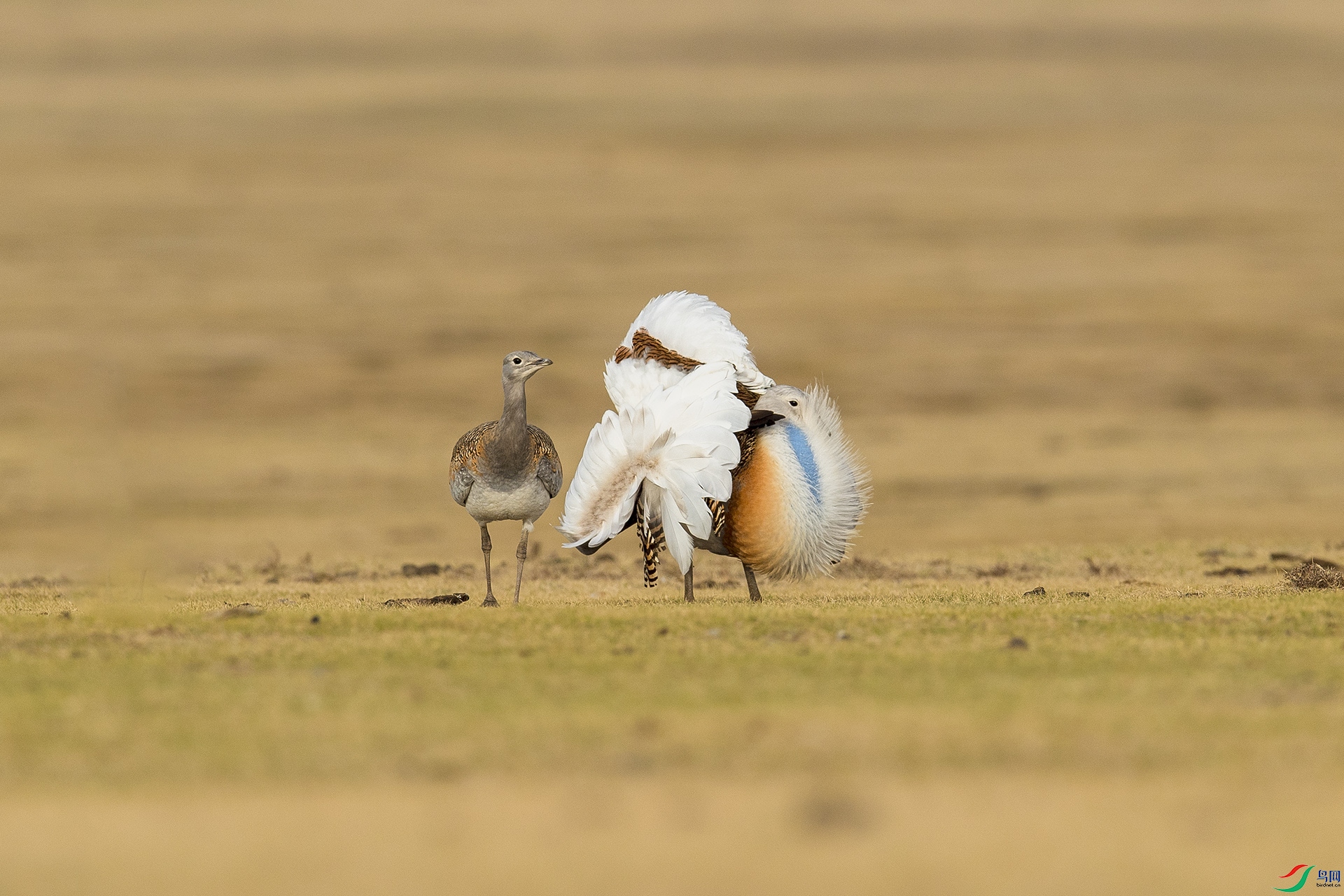 DSC_8996 ���.jpg