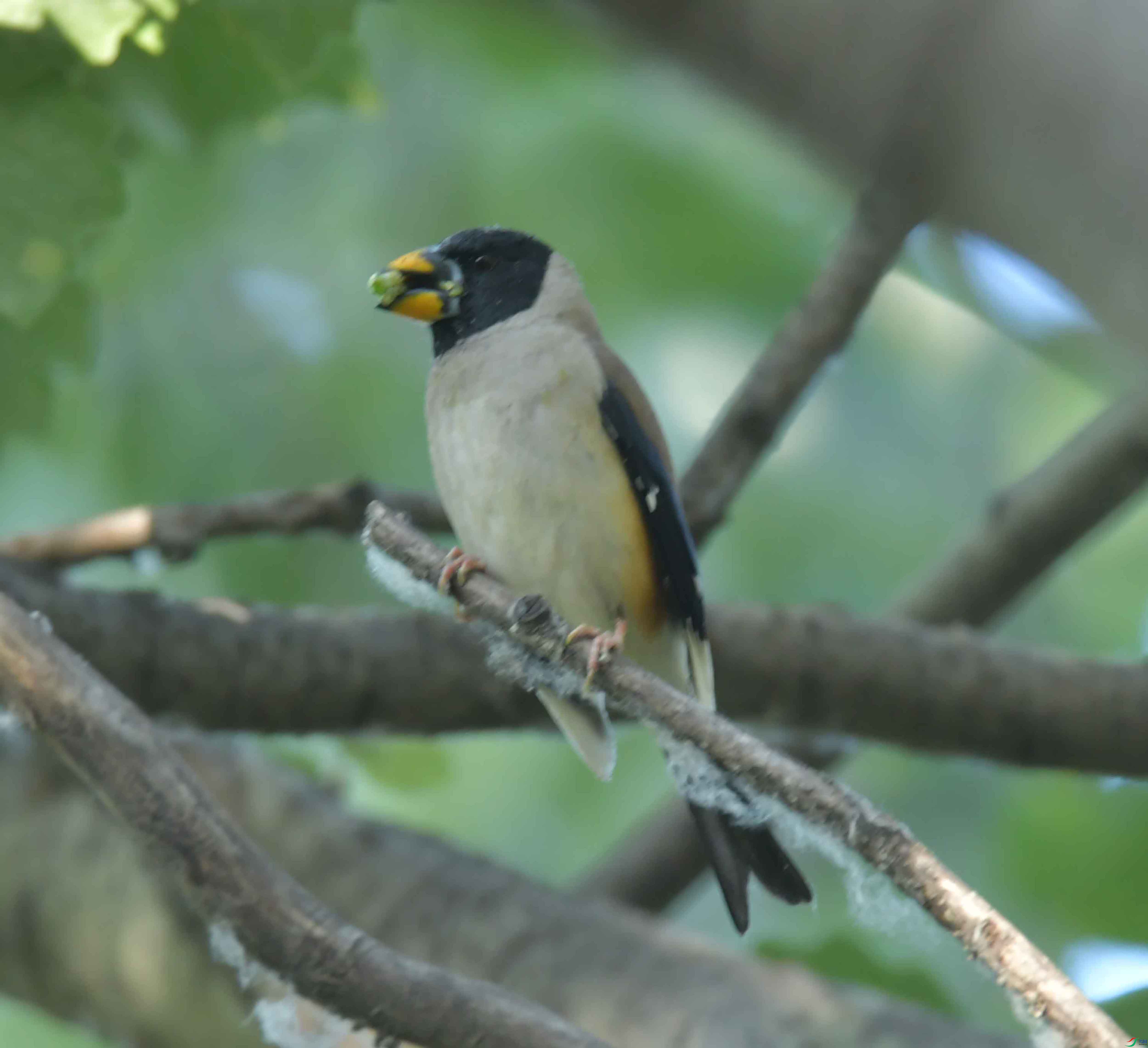 DSC_6655.JPG