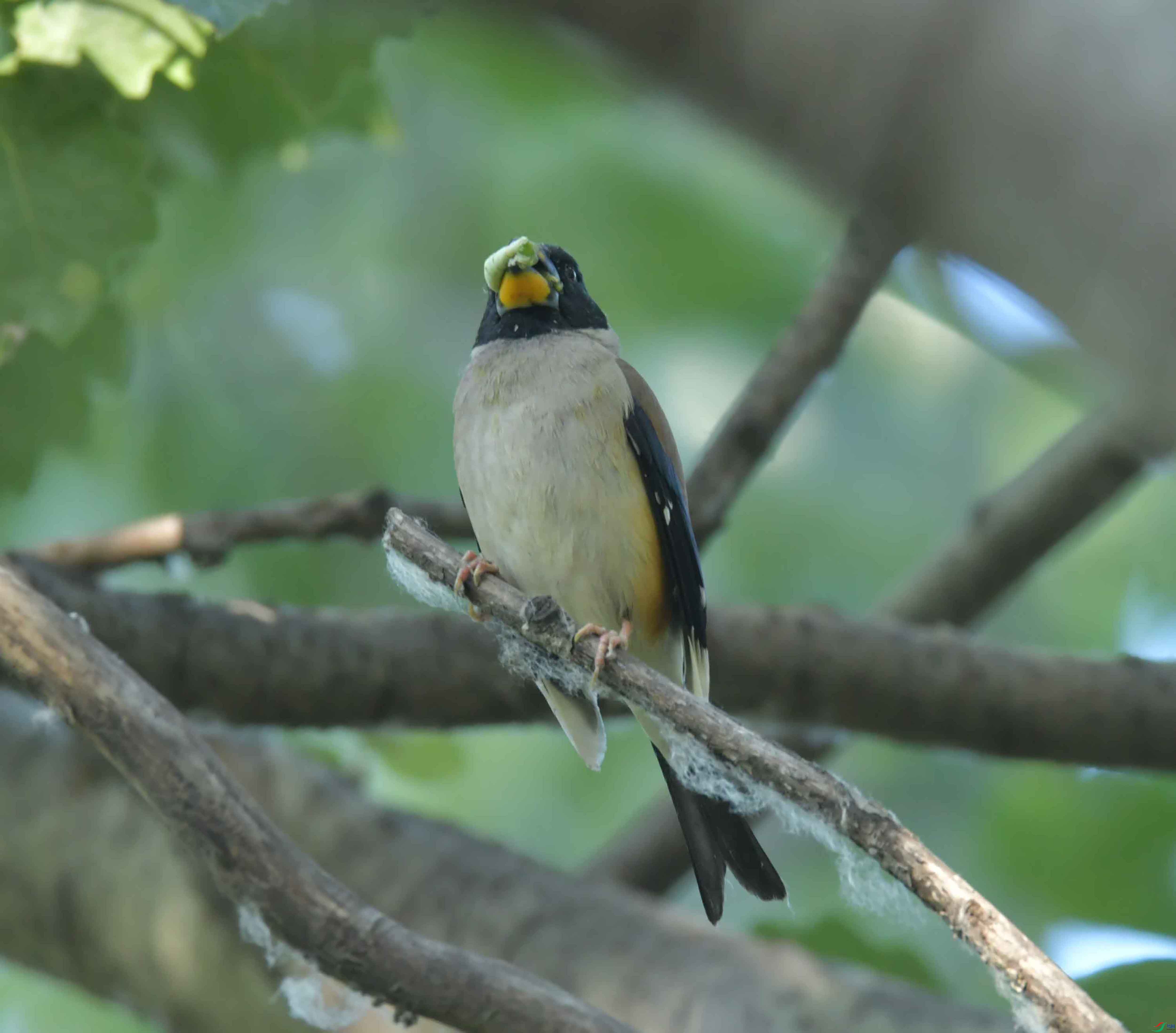 DSC_6657.JPG