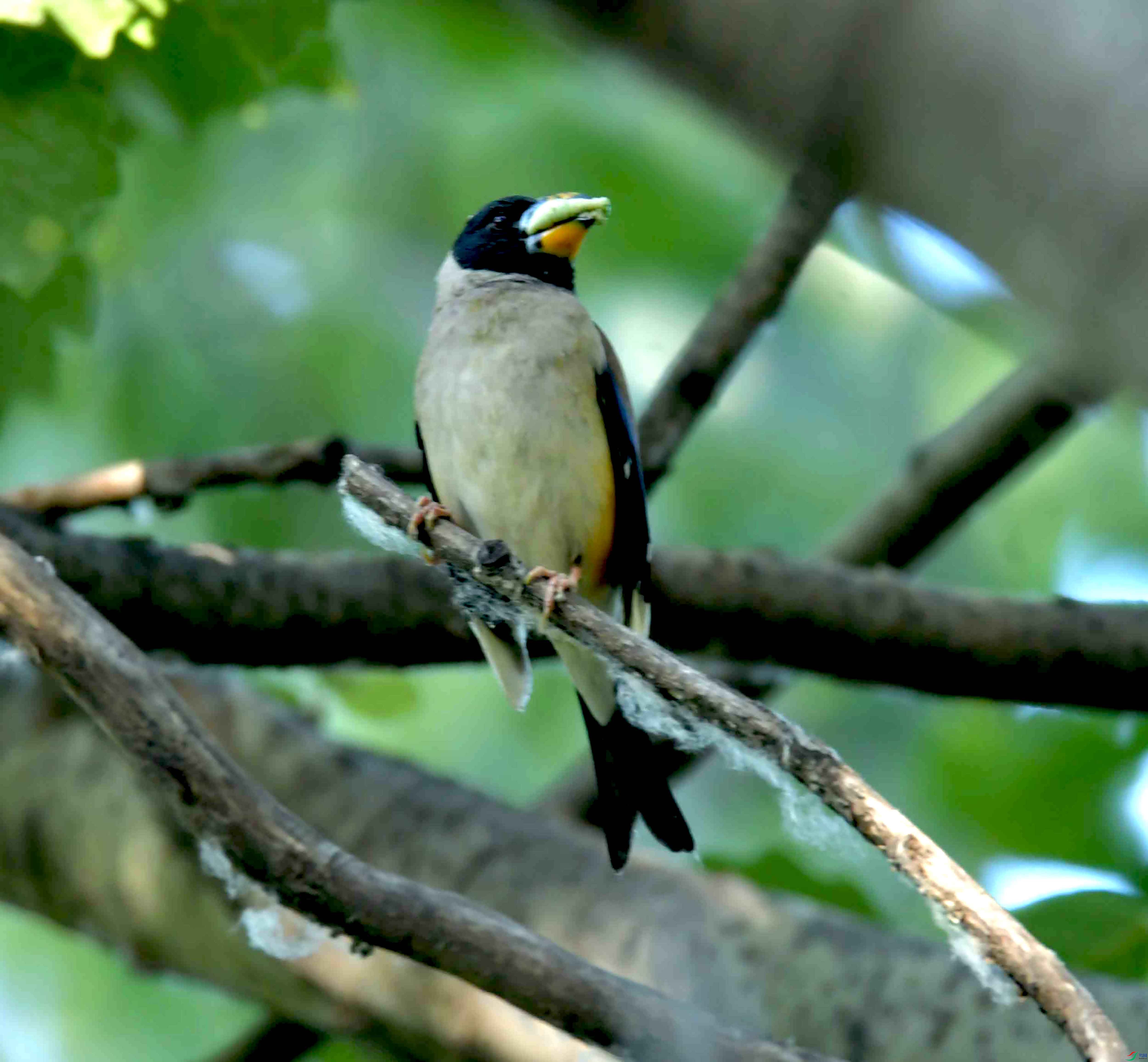 DSC_6661.JPG