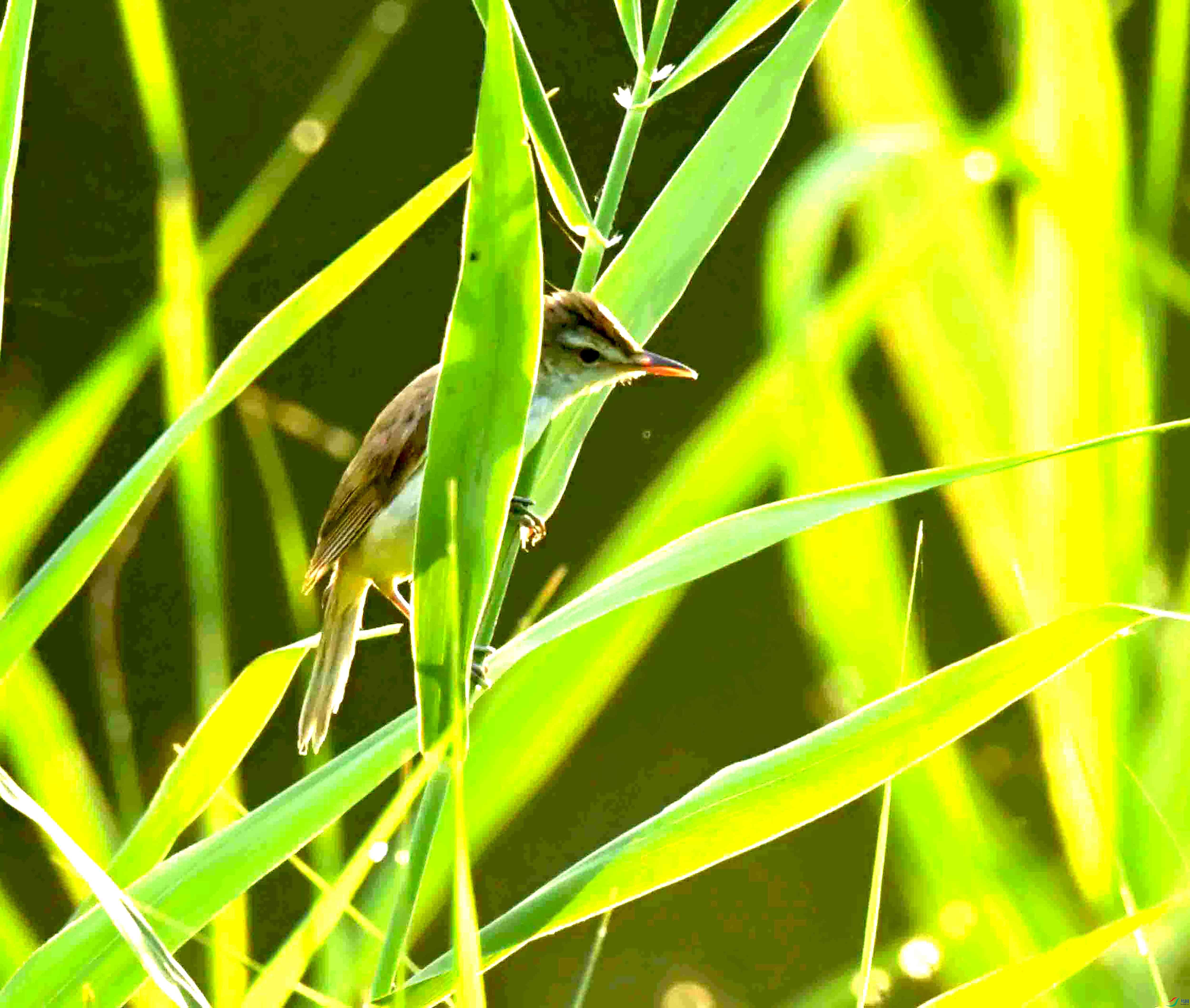DSC_5498.JPG
