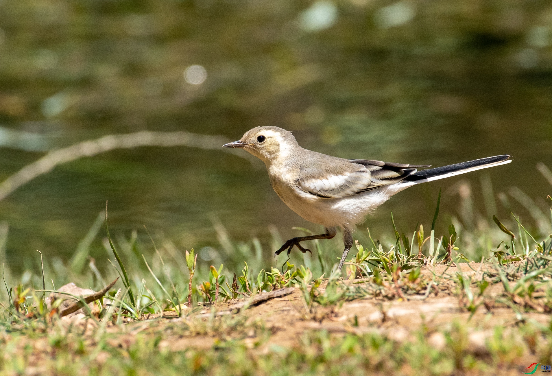 DSC_7345.jpg