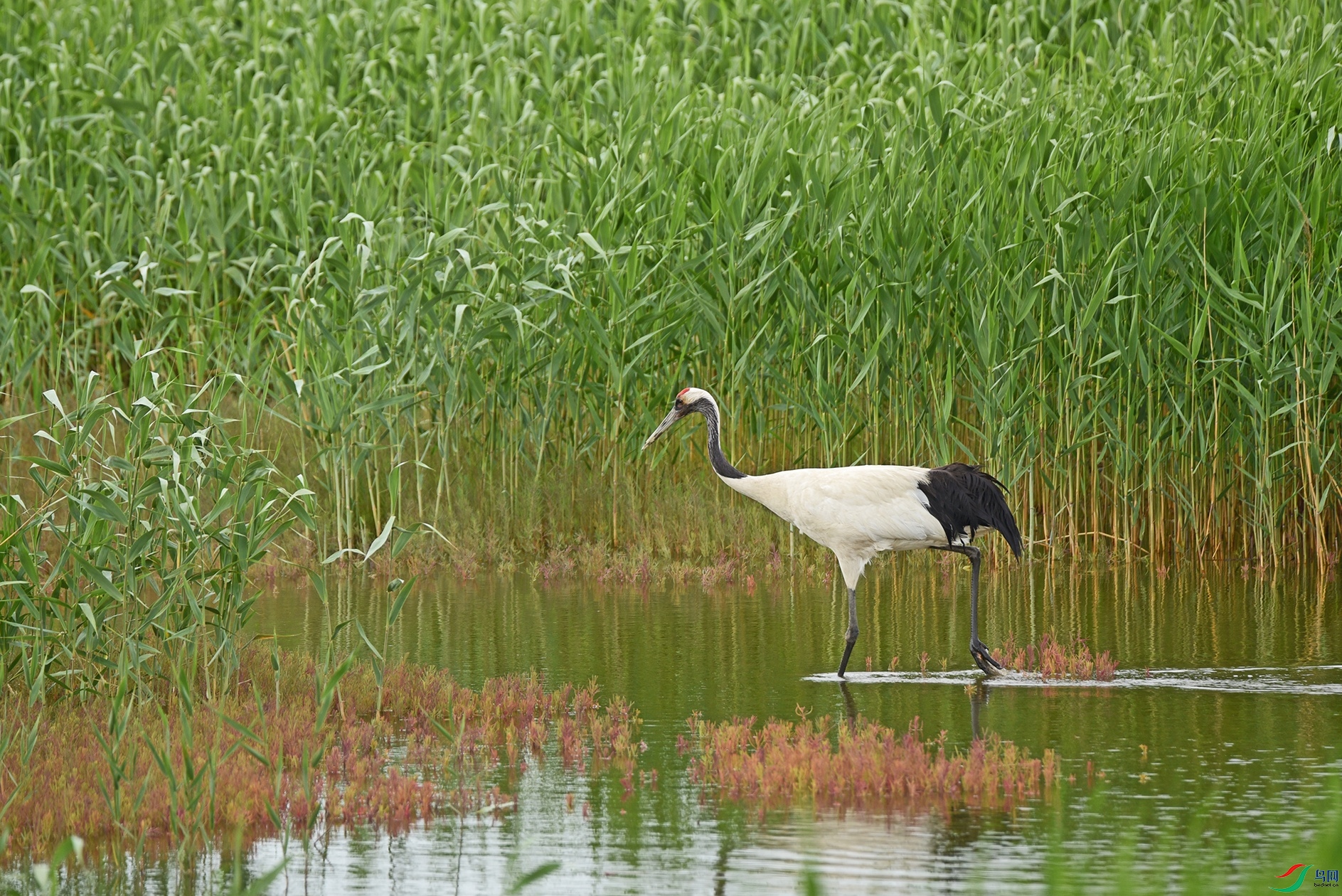 DSC_7394�߽���ɴ��.jpg