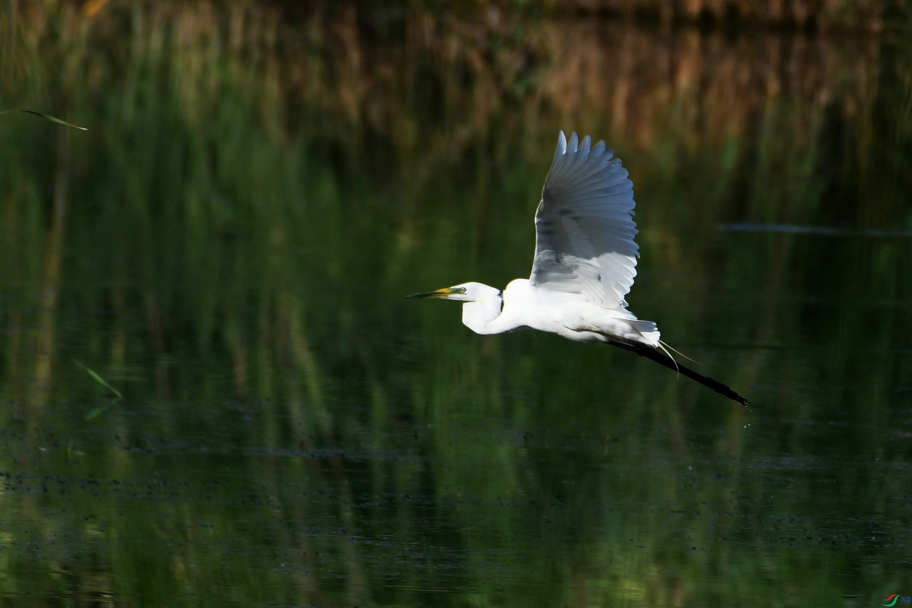 DSC_0822.JPG