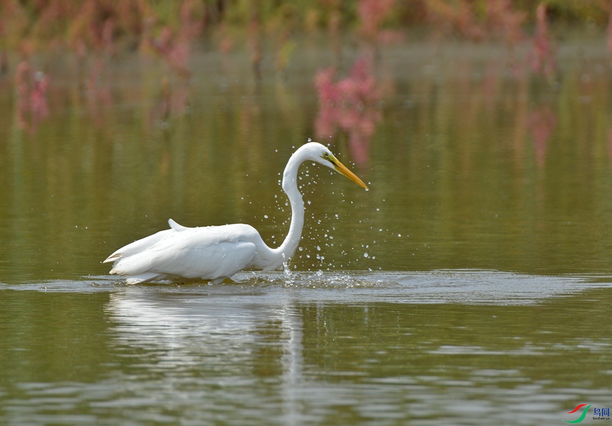 DSC_0546Ϸˮ.jpg