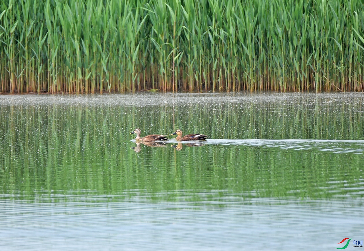 DSC_3439.jpg