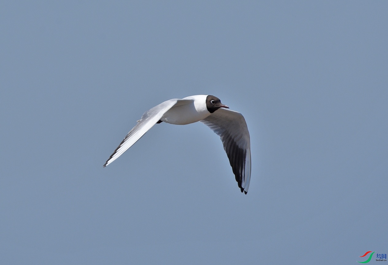 DSC_9919Ѳ��.jpg