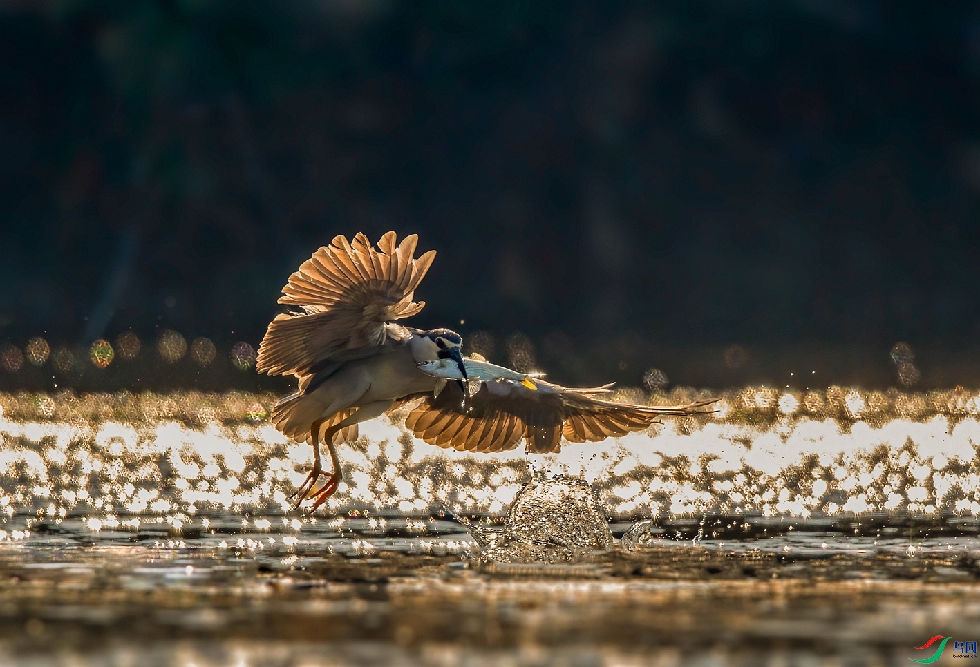 DSC_4606 ����_����.jpg