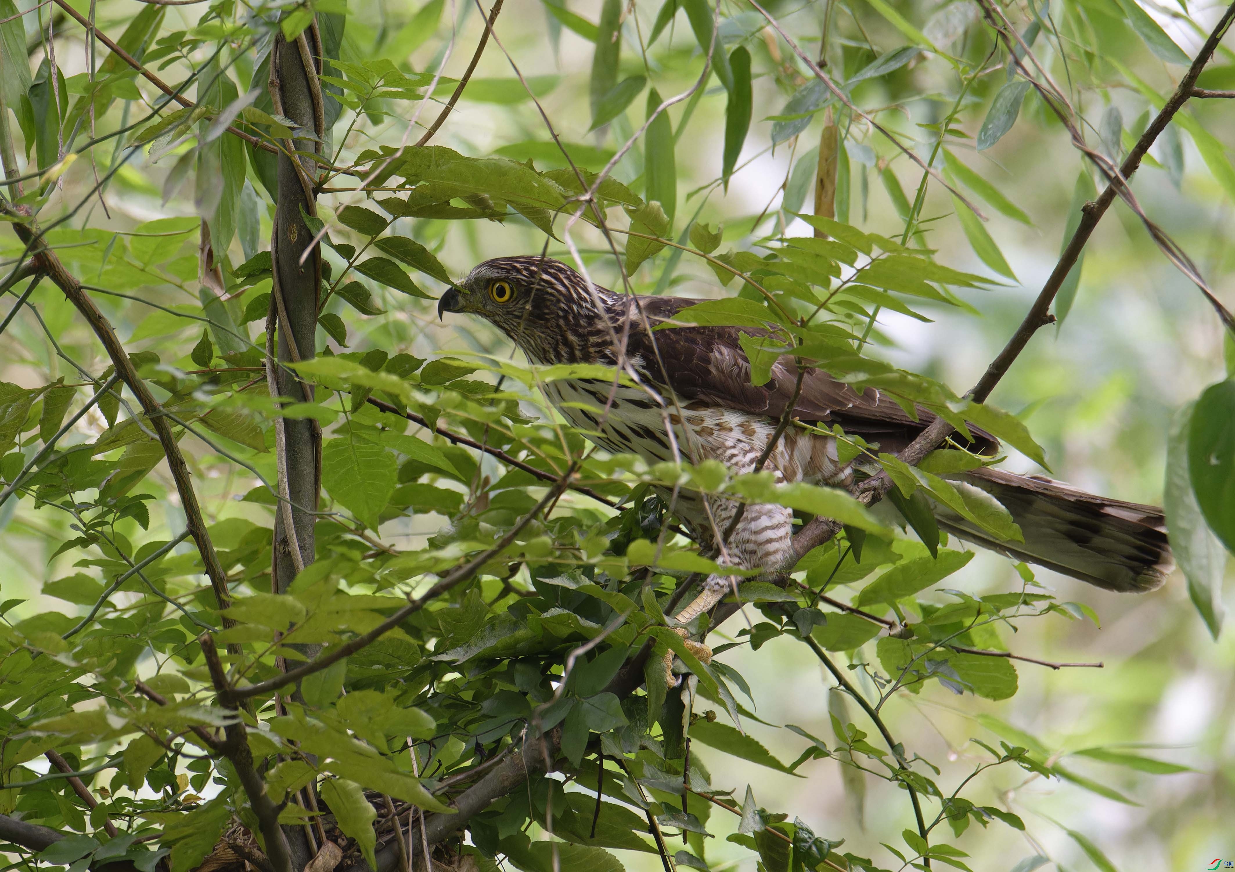 _DSC0956-NEF_DxO_DeepPRIMEXD ����.jpg