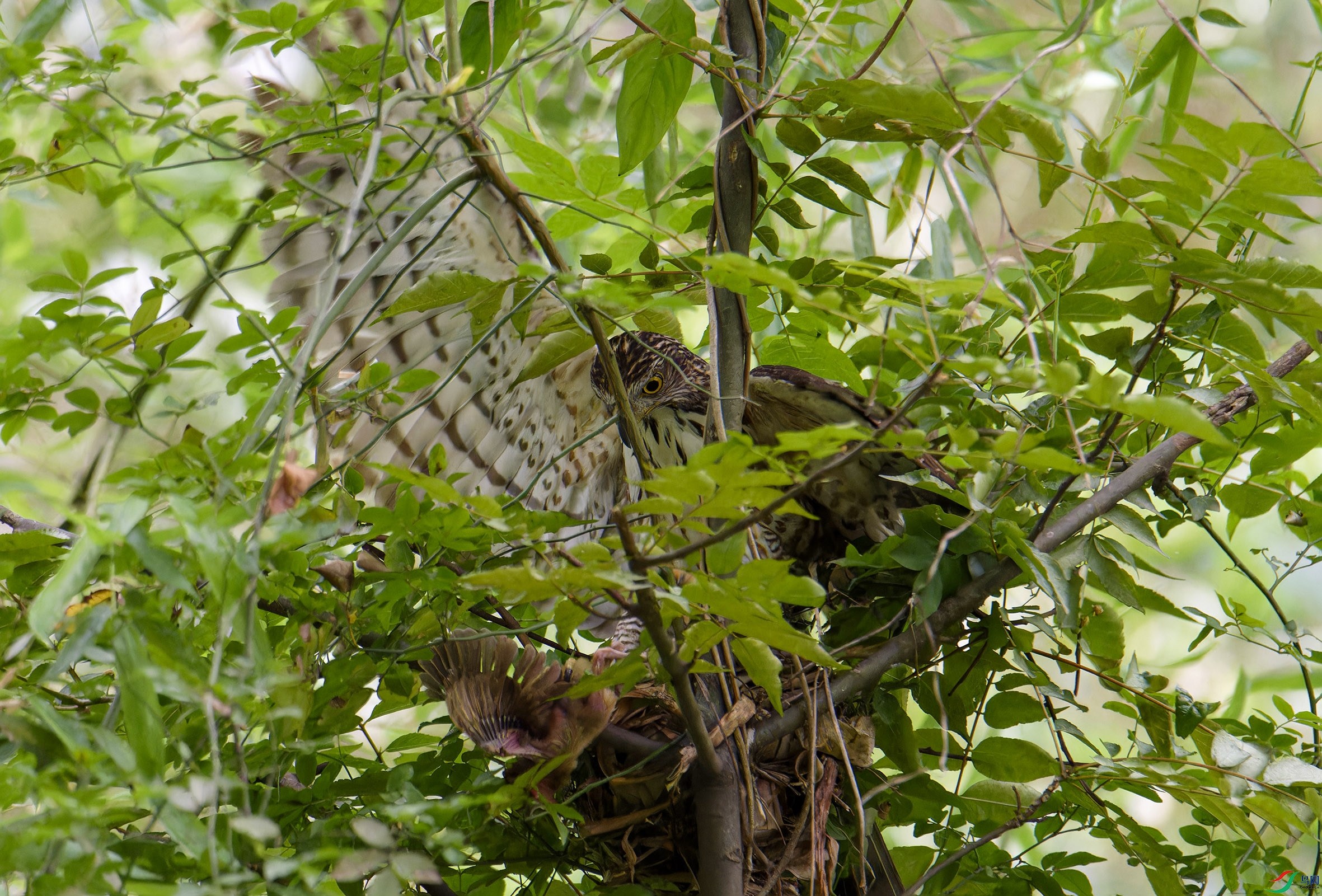 _DSC0990-NEF_DxO_DeepPRIMEXD ����.jpg