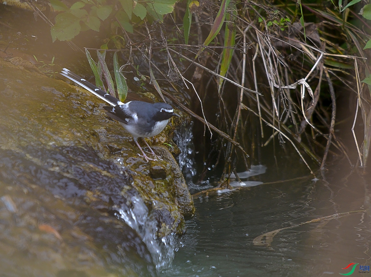 DSC_4723.JPG