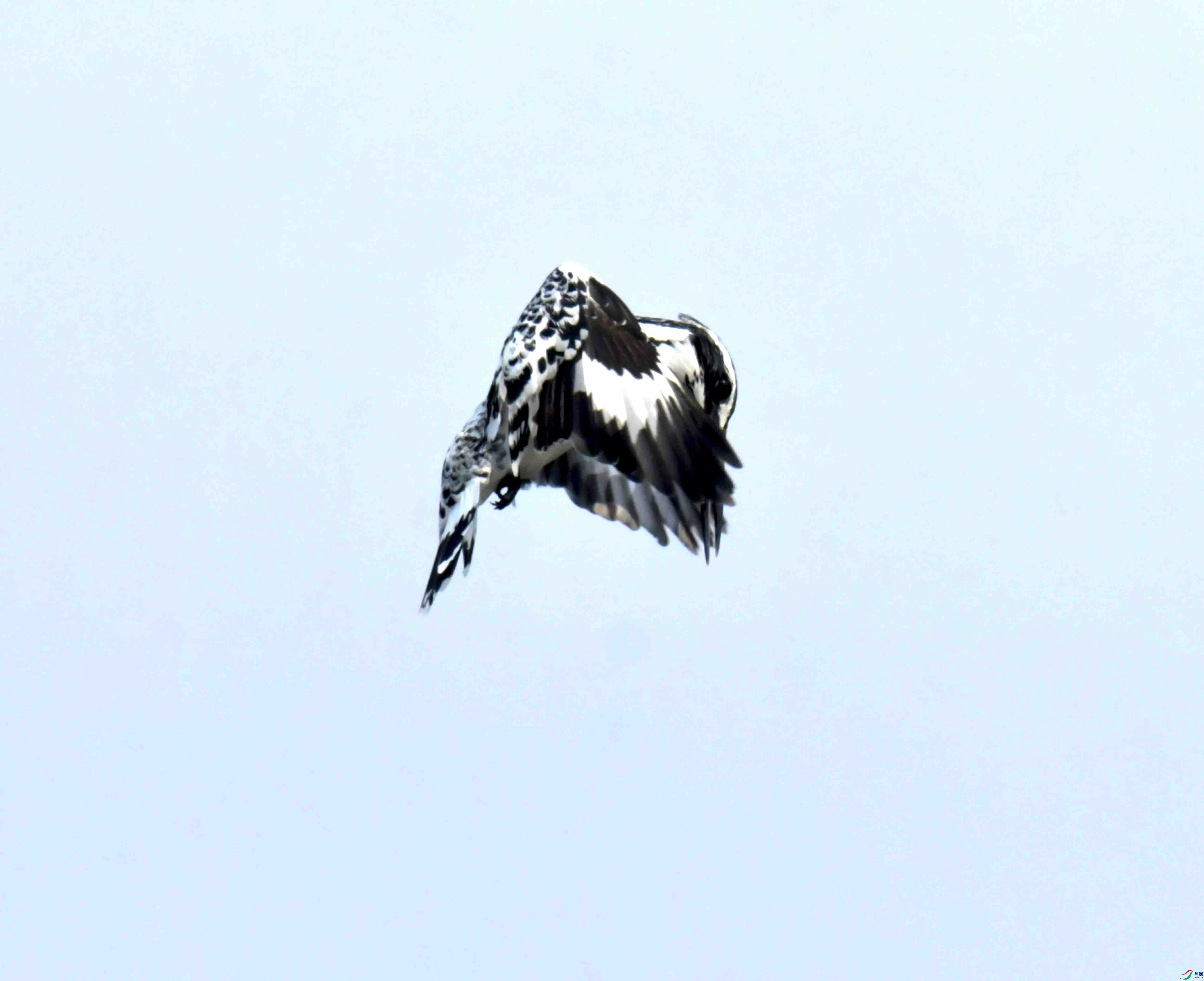 DSC_0828.JPG