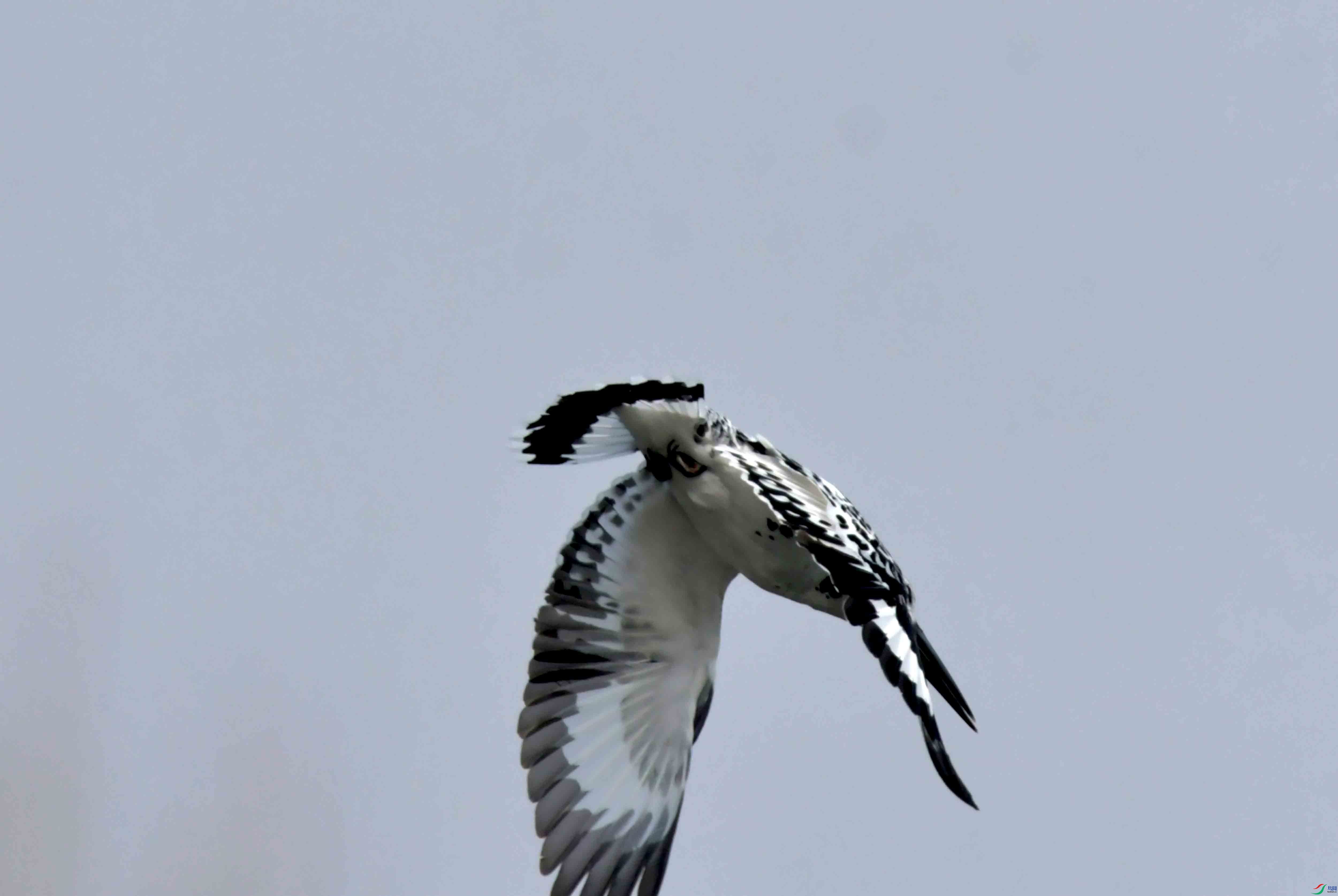 DSC_0834.JPG