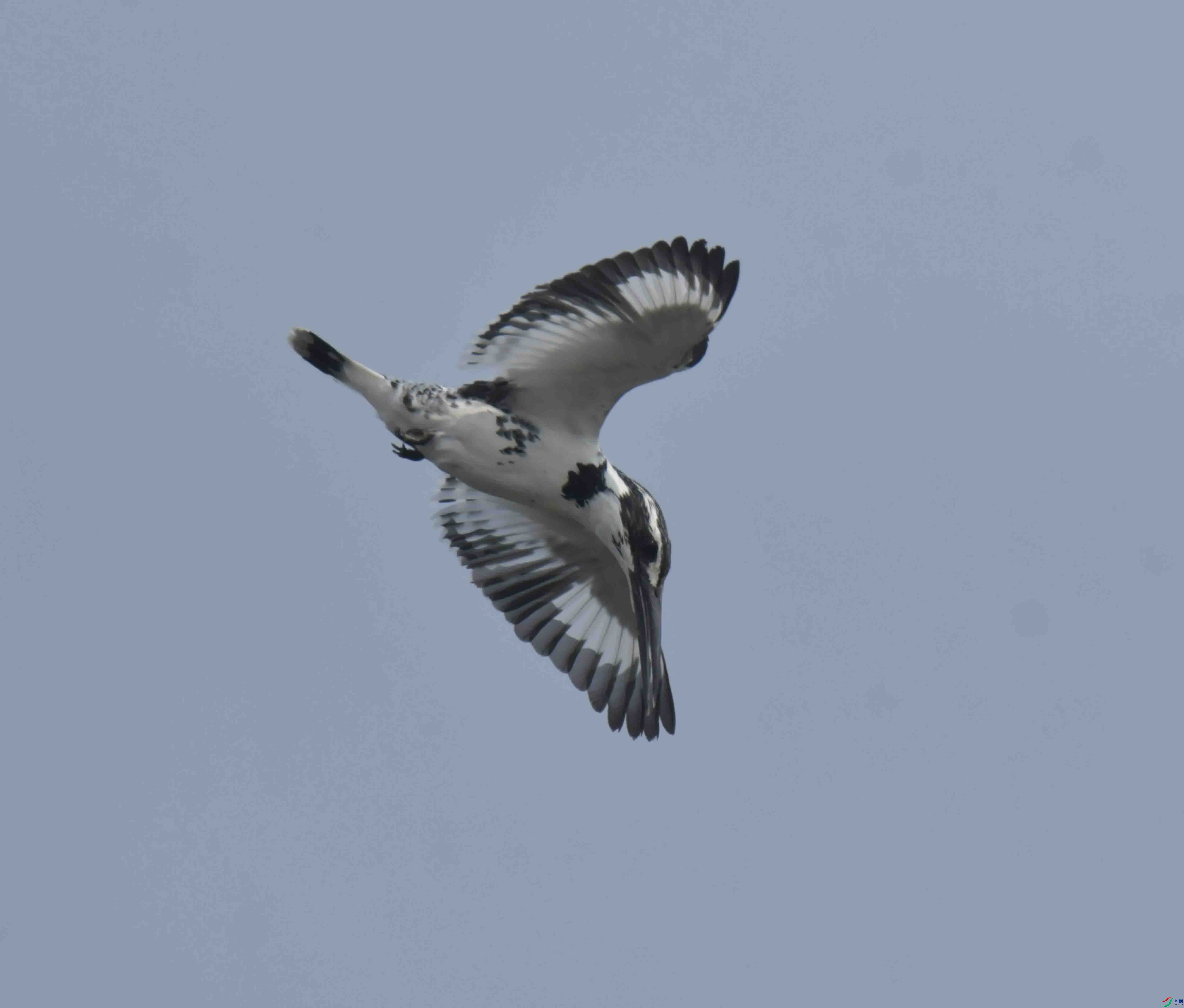 DSC_0837.JPG