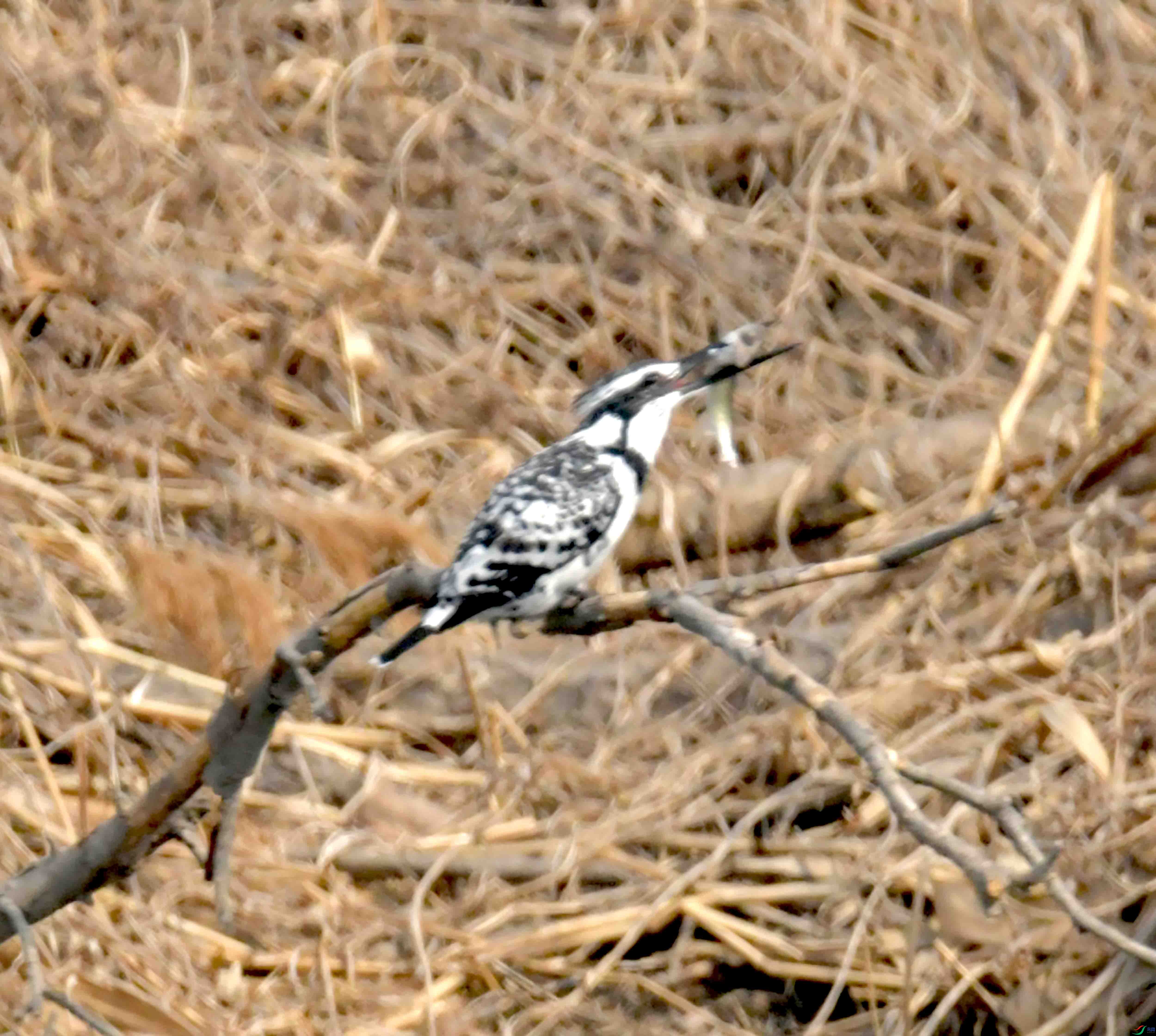 DSC_0865.JPG
