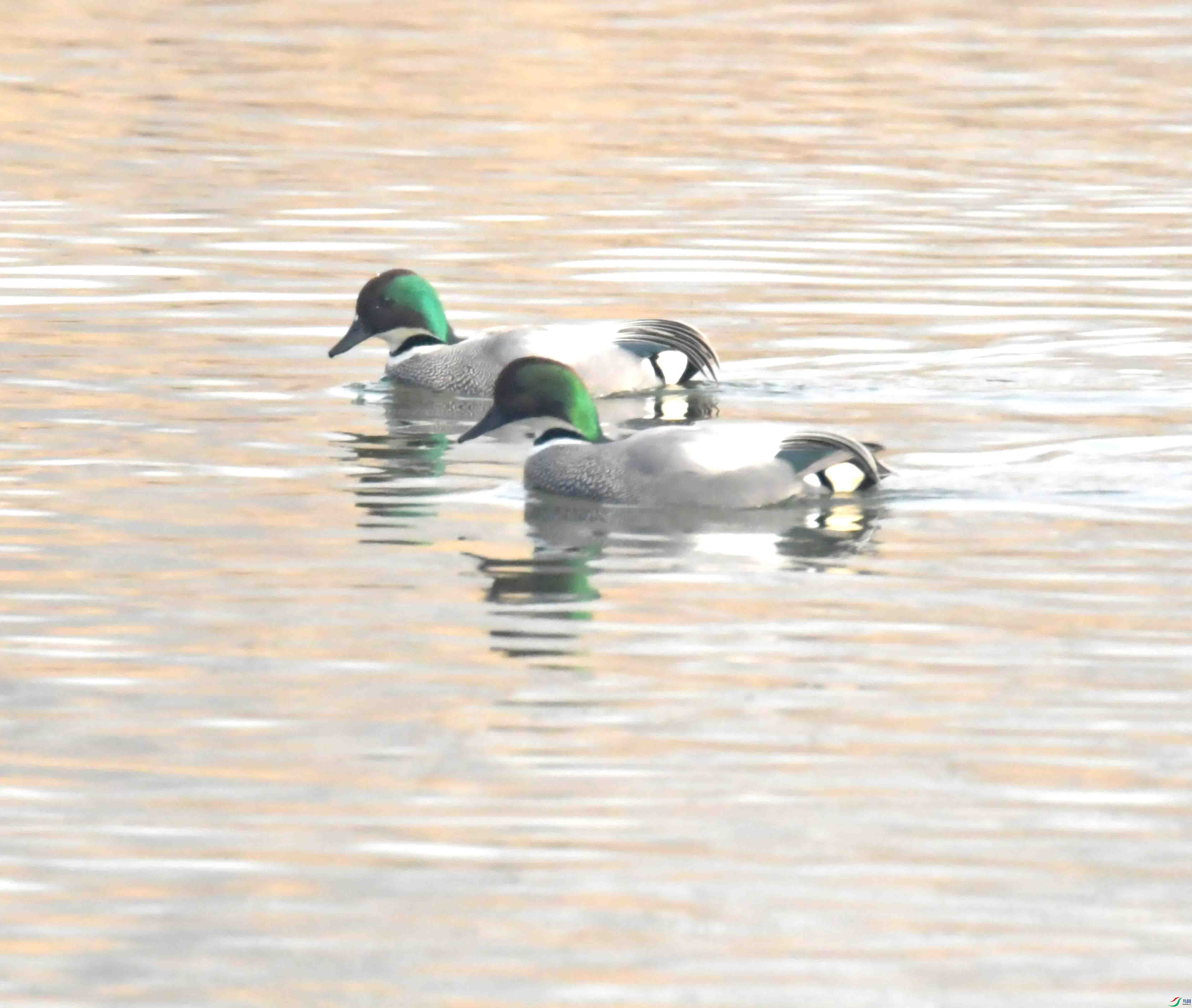 DSC_2084.JPG