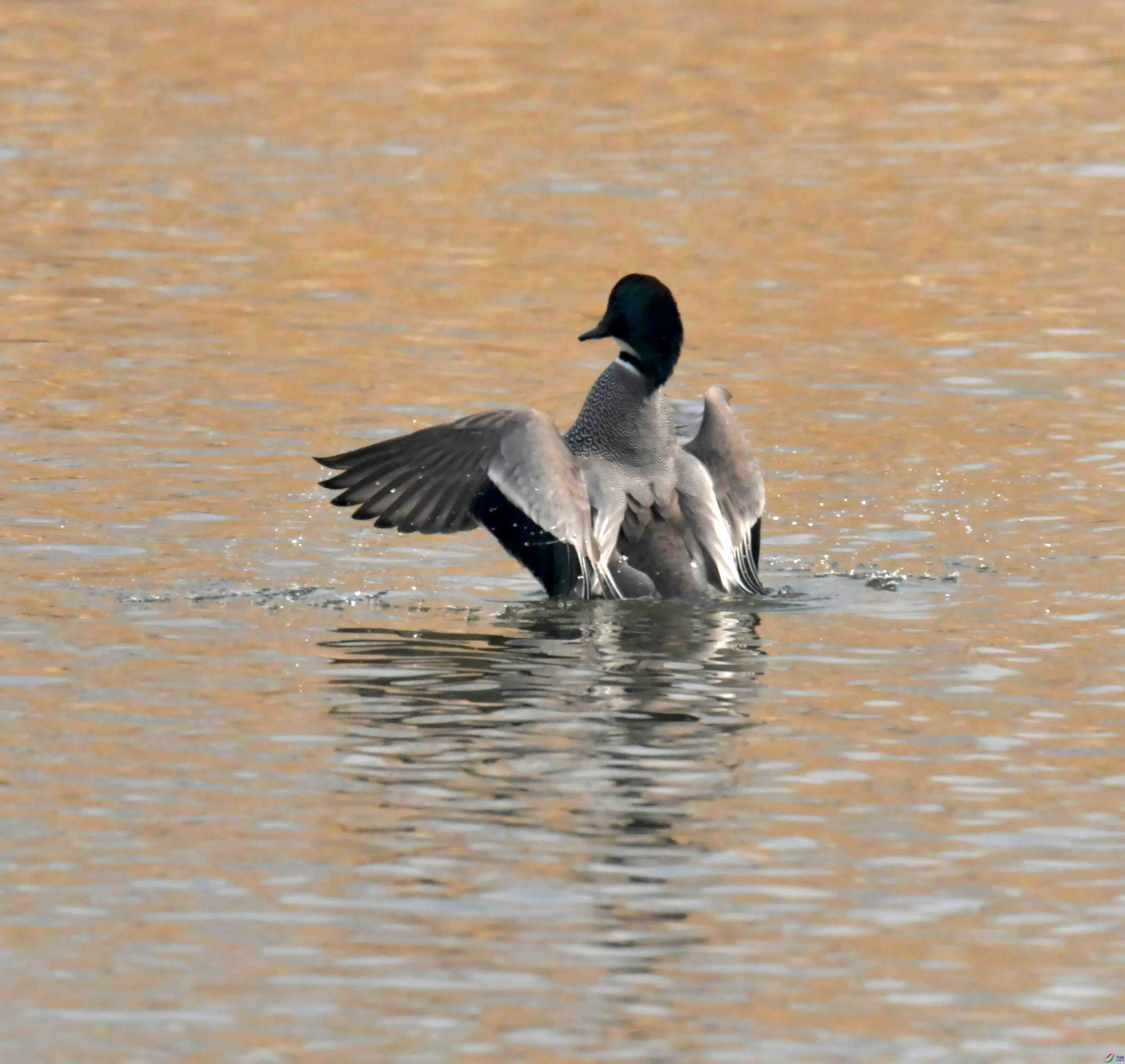 DSC_2093.JPG
