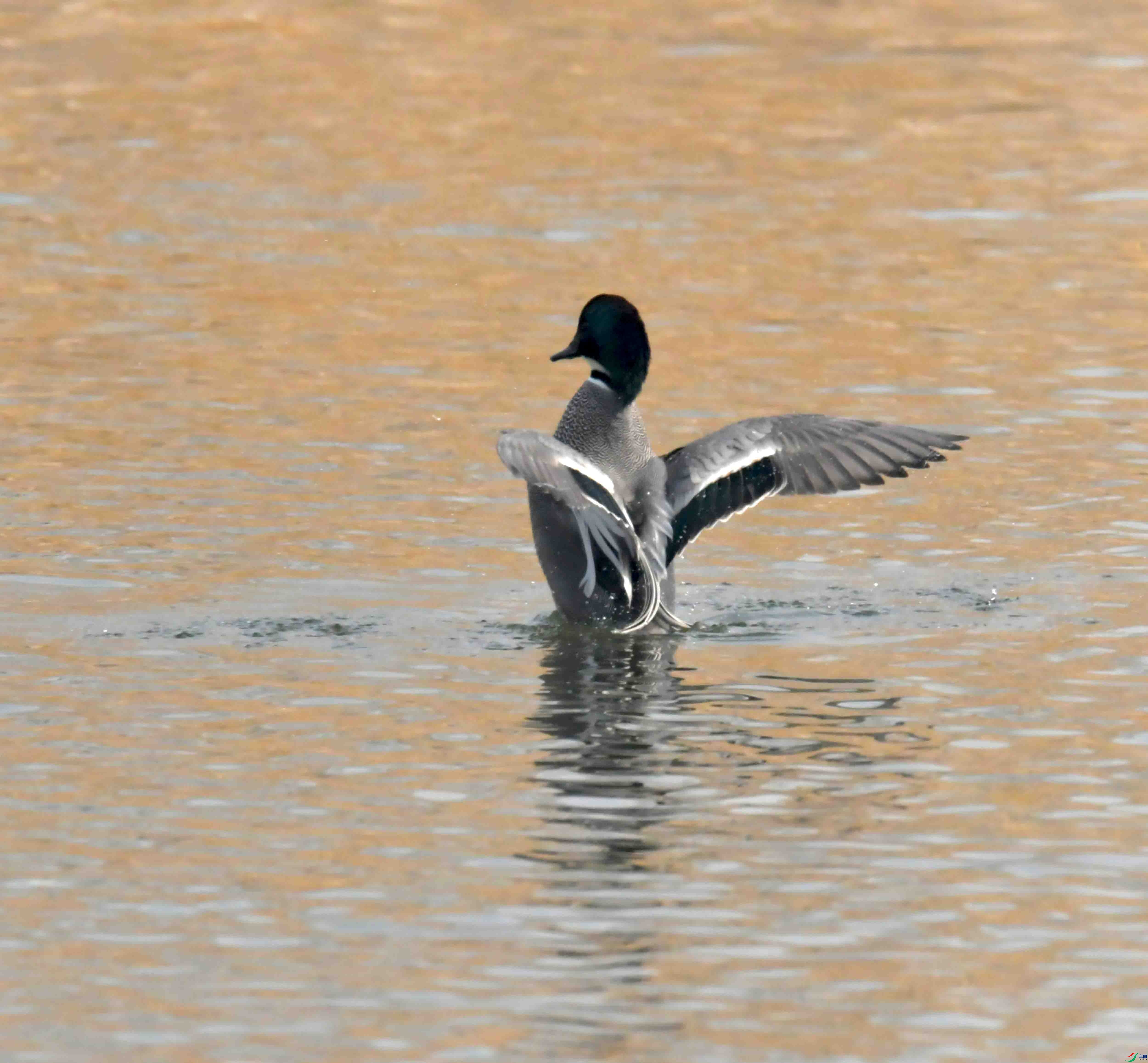 DSC_2094.JPG