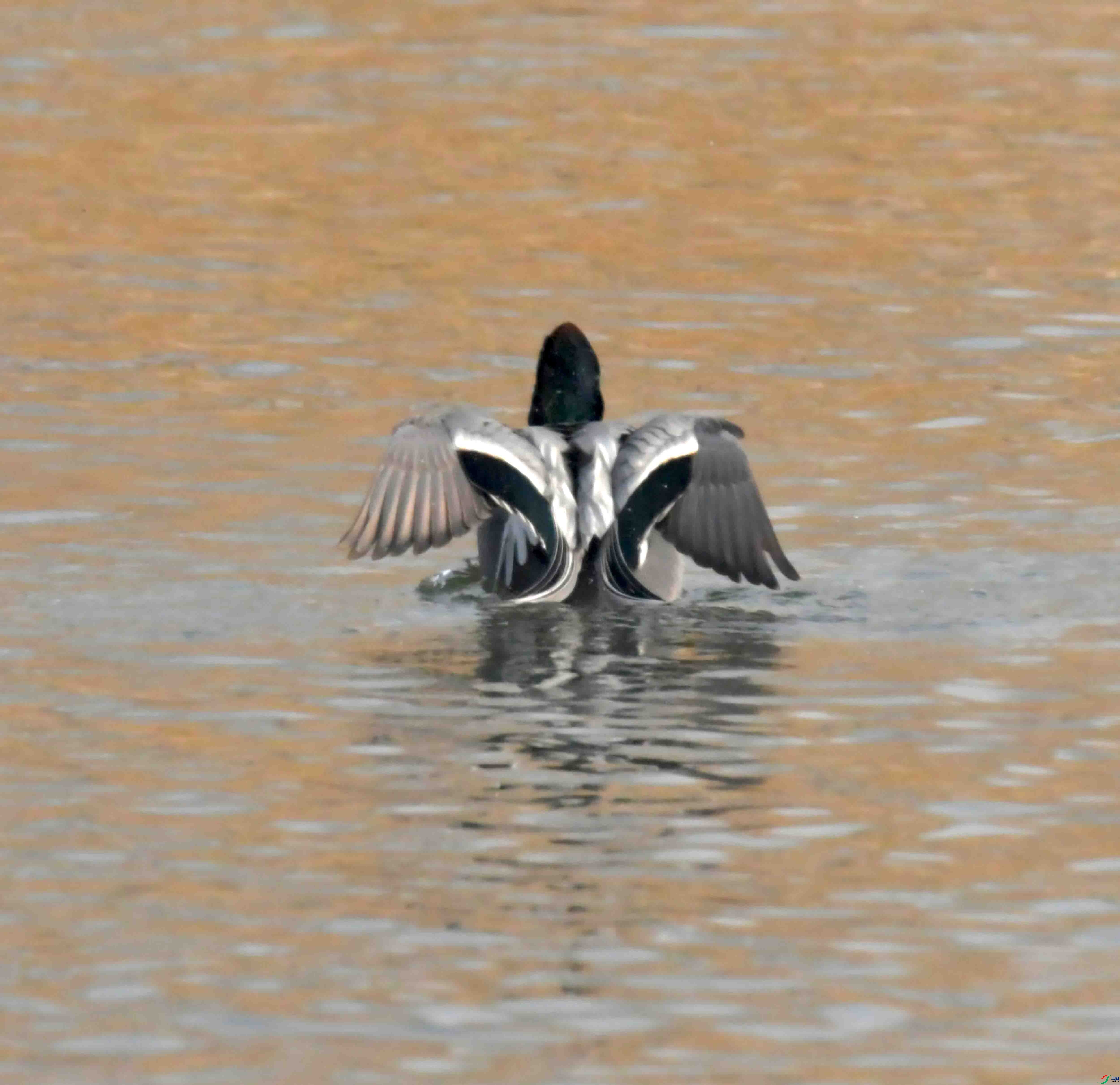DSC_2096.JPG