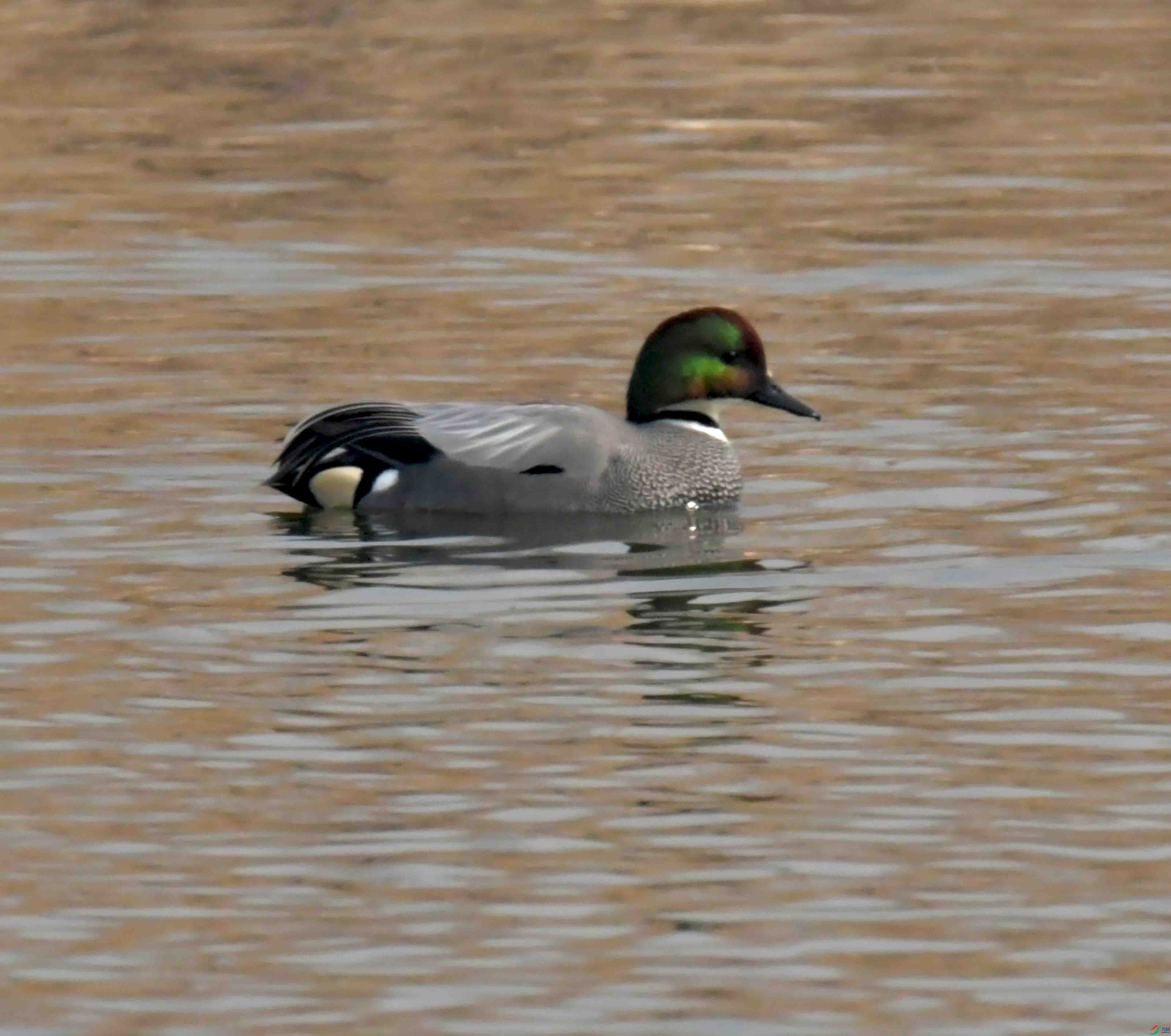 DSC_2100.JPG