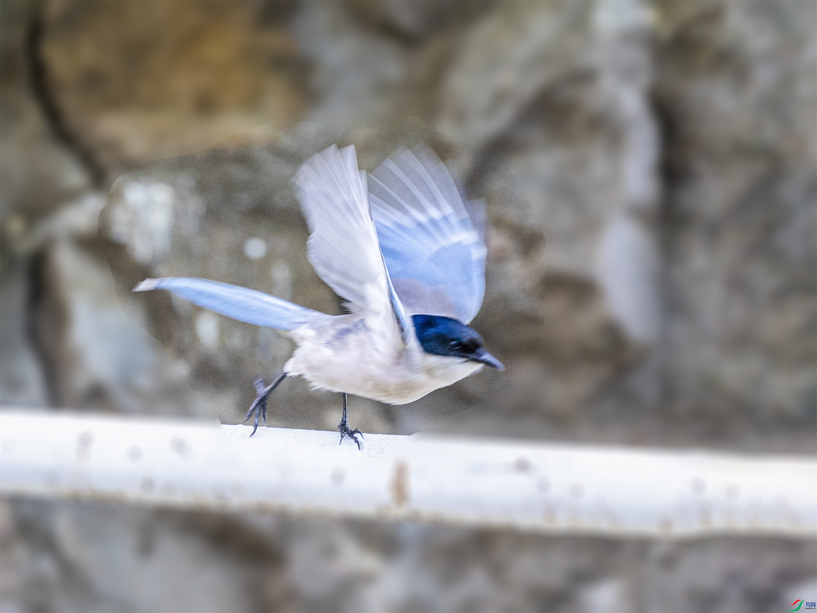 1K3A9909 ����1.jpg