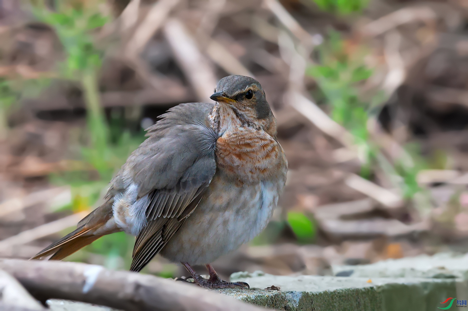 3DSC_1863_DxOa.jpg