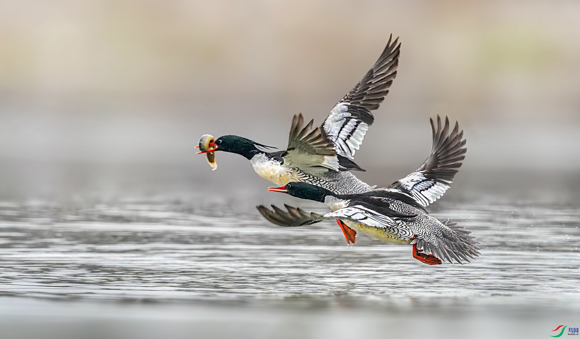 DSC041030ab_����.jpg