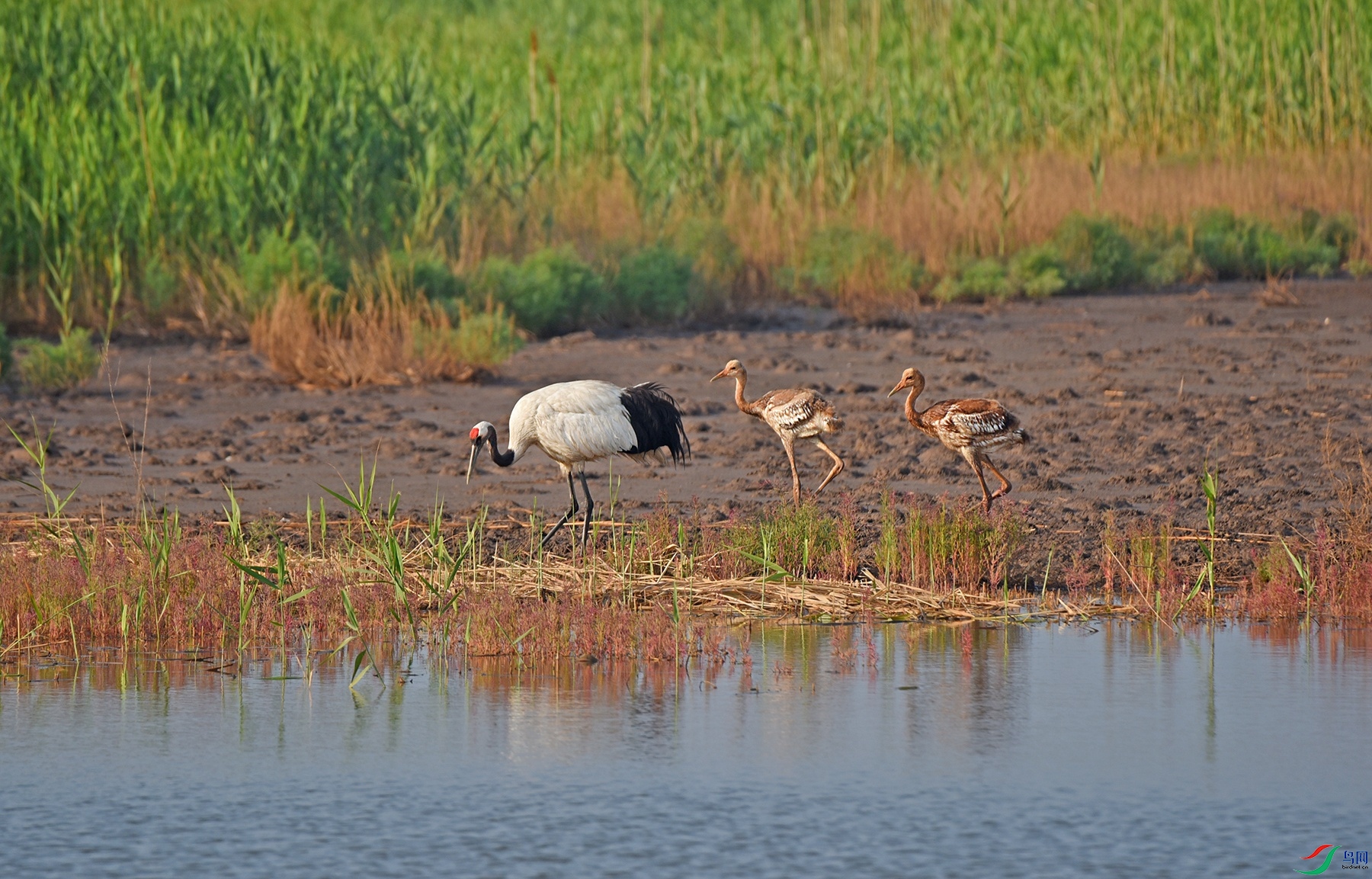 DSC_0387d.jpg
