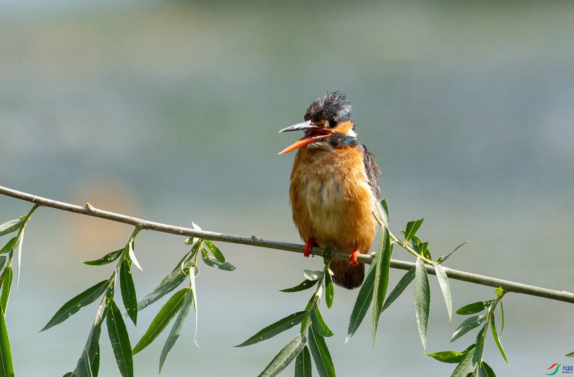 DSC_7978.jpg