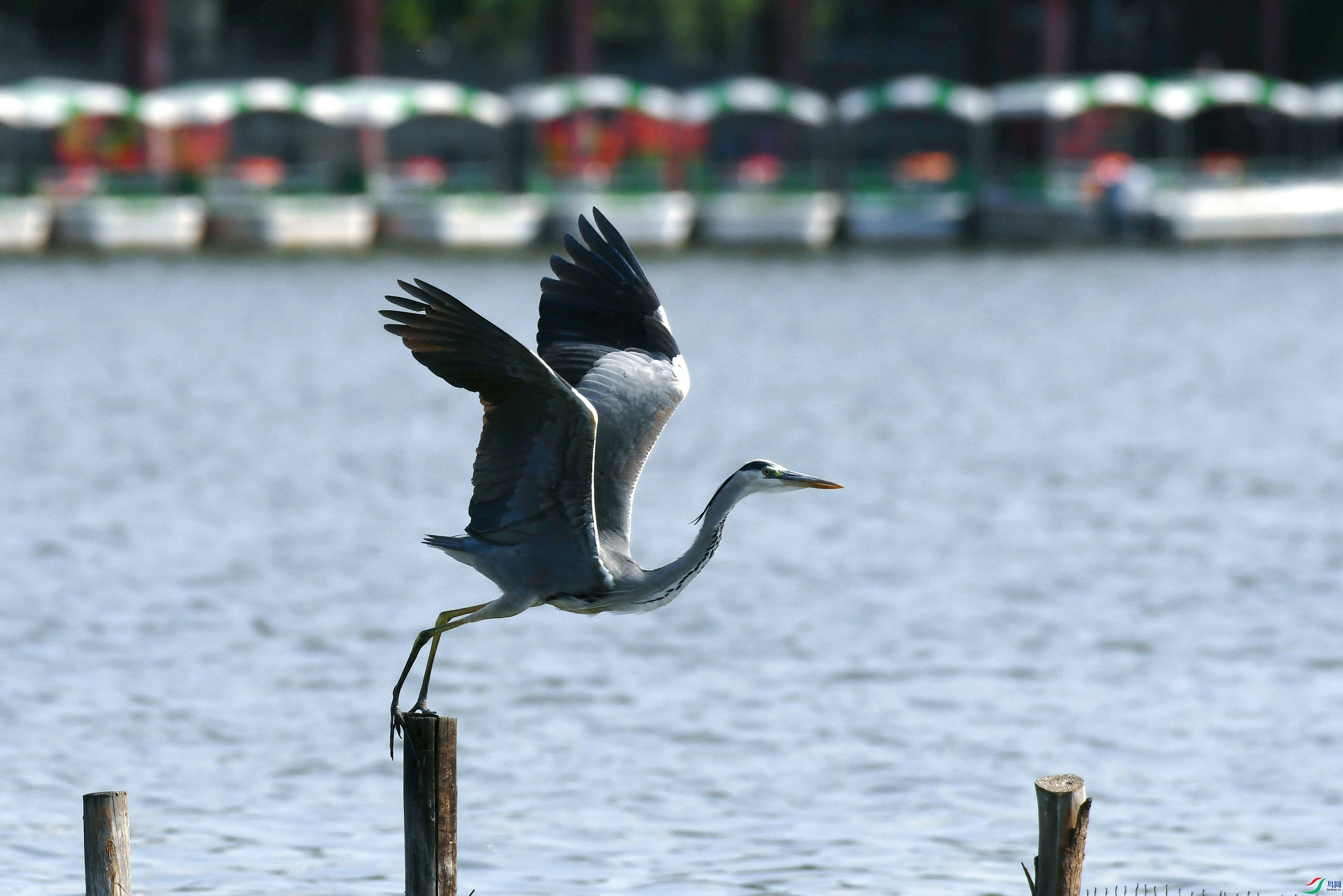 DSC_1266.JPG