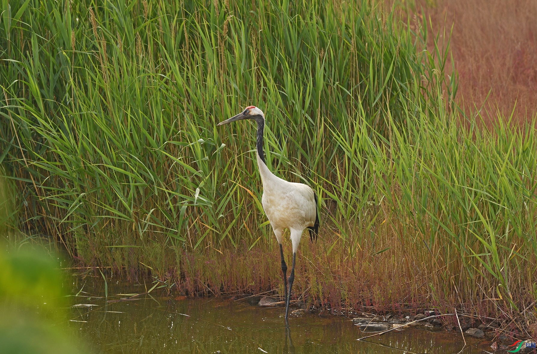 DSC_0202.jpg