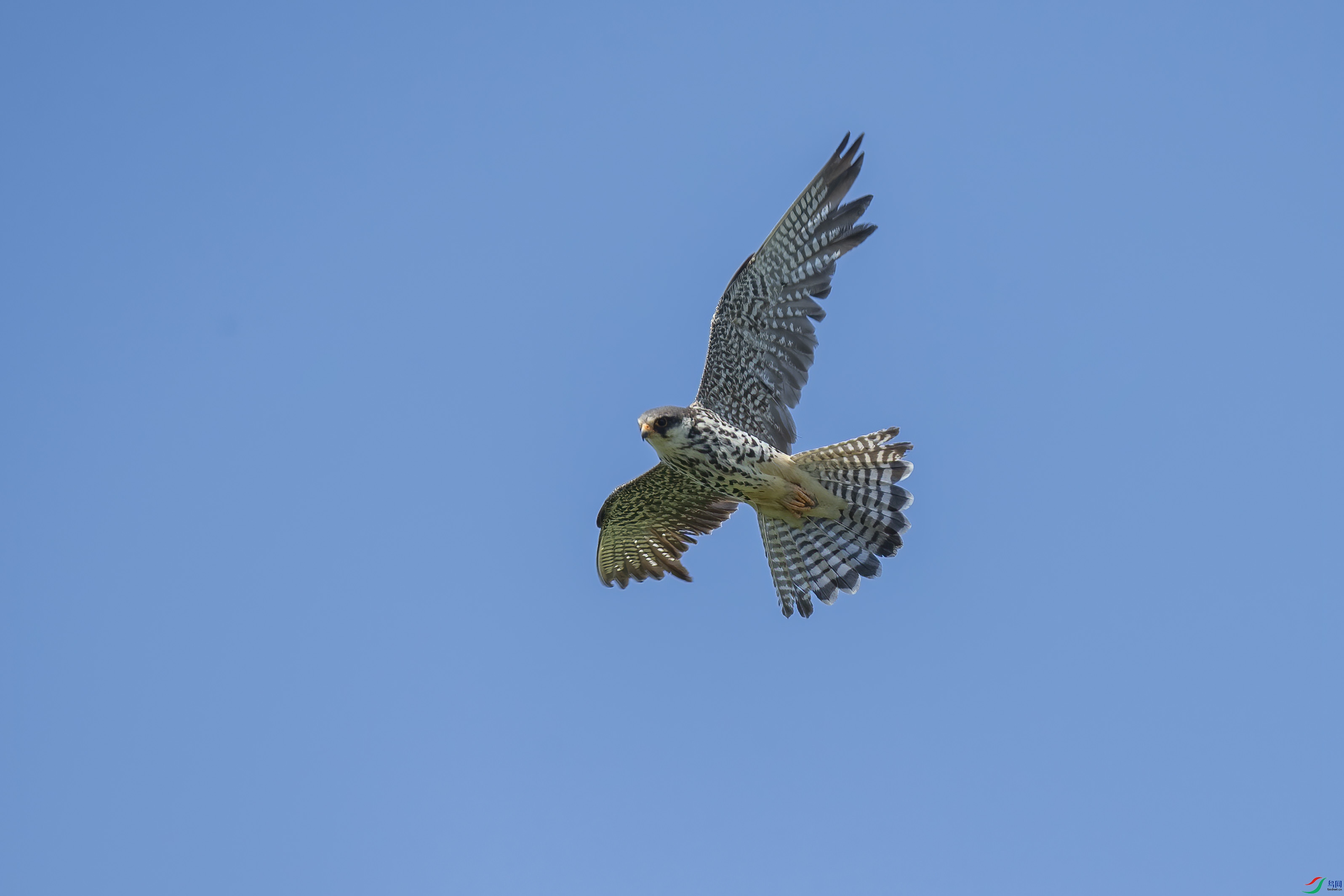 DSC_3852 ����.jpg