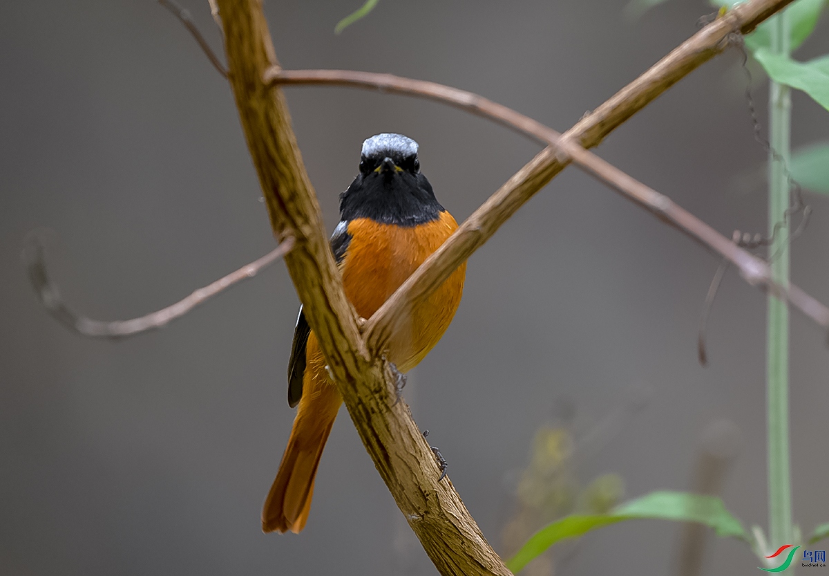 DSC_4637.JPG