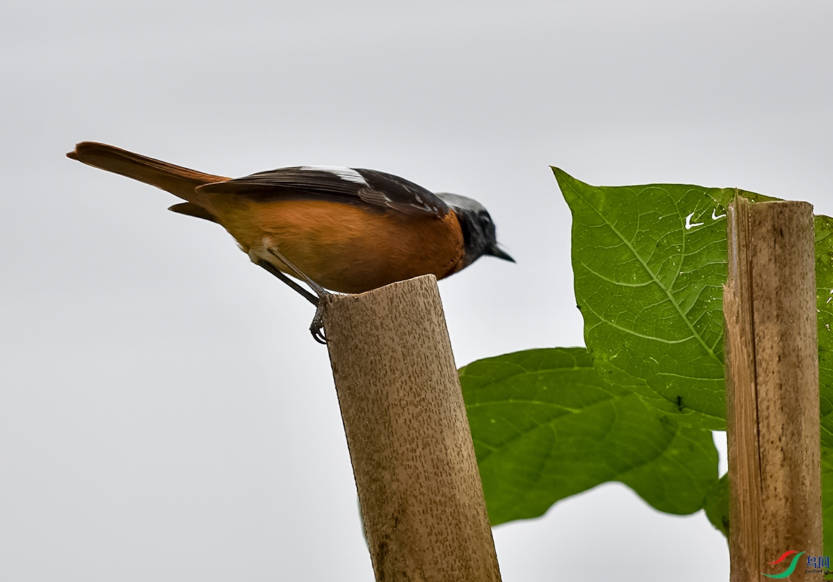 DSC_4651.JPG