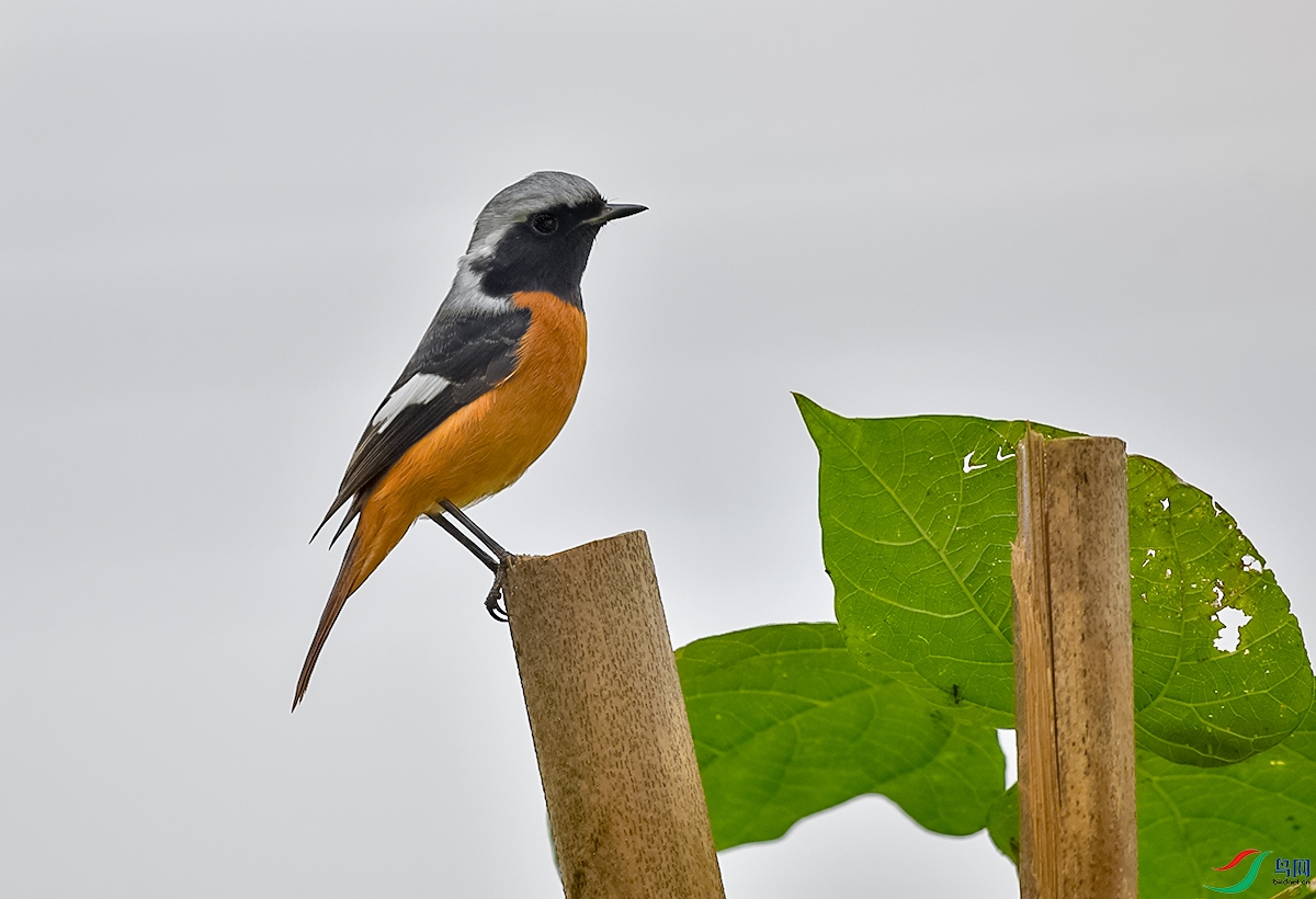 DSC_4648.JPG