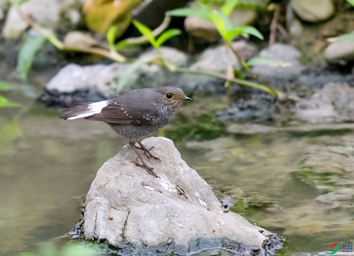 DSC_4754.JPG