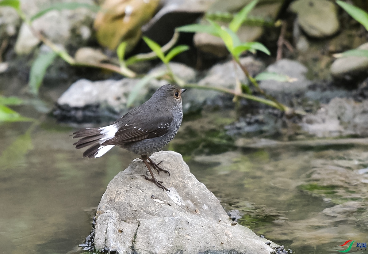 DSC_4756.JPG