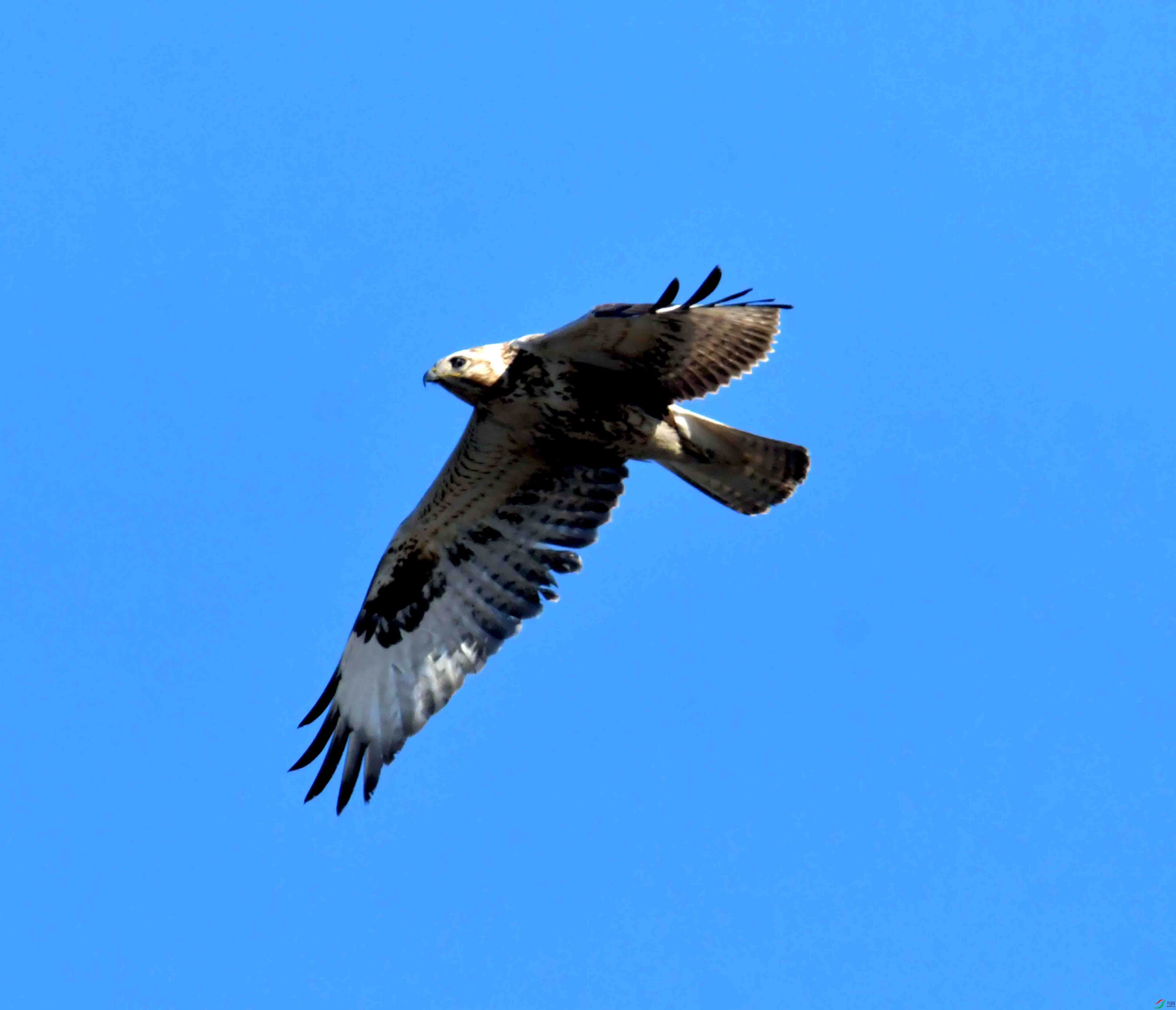 DSC_2595.JPG