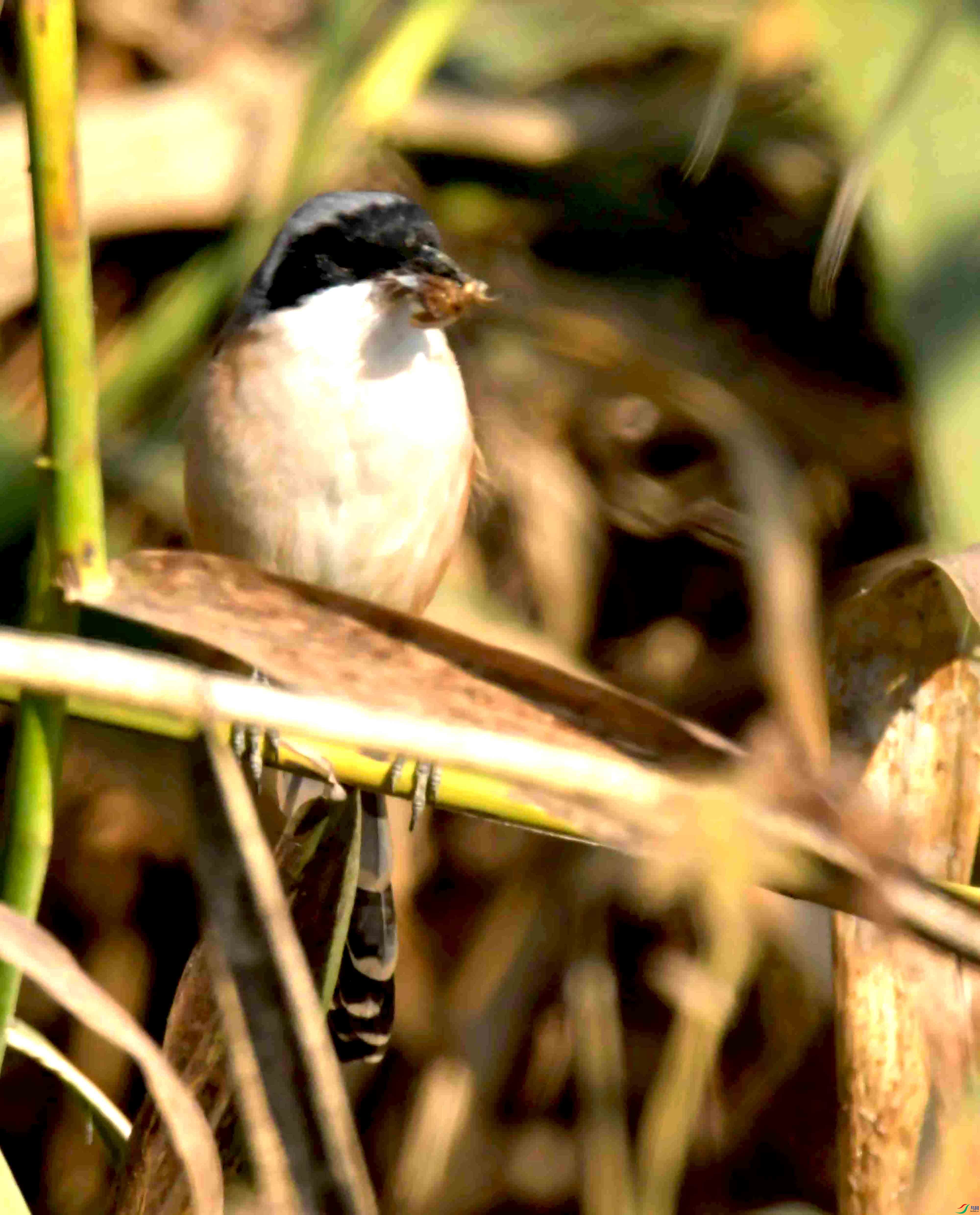DSC_6664.JPG