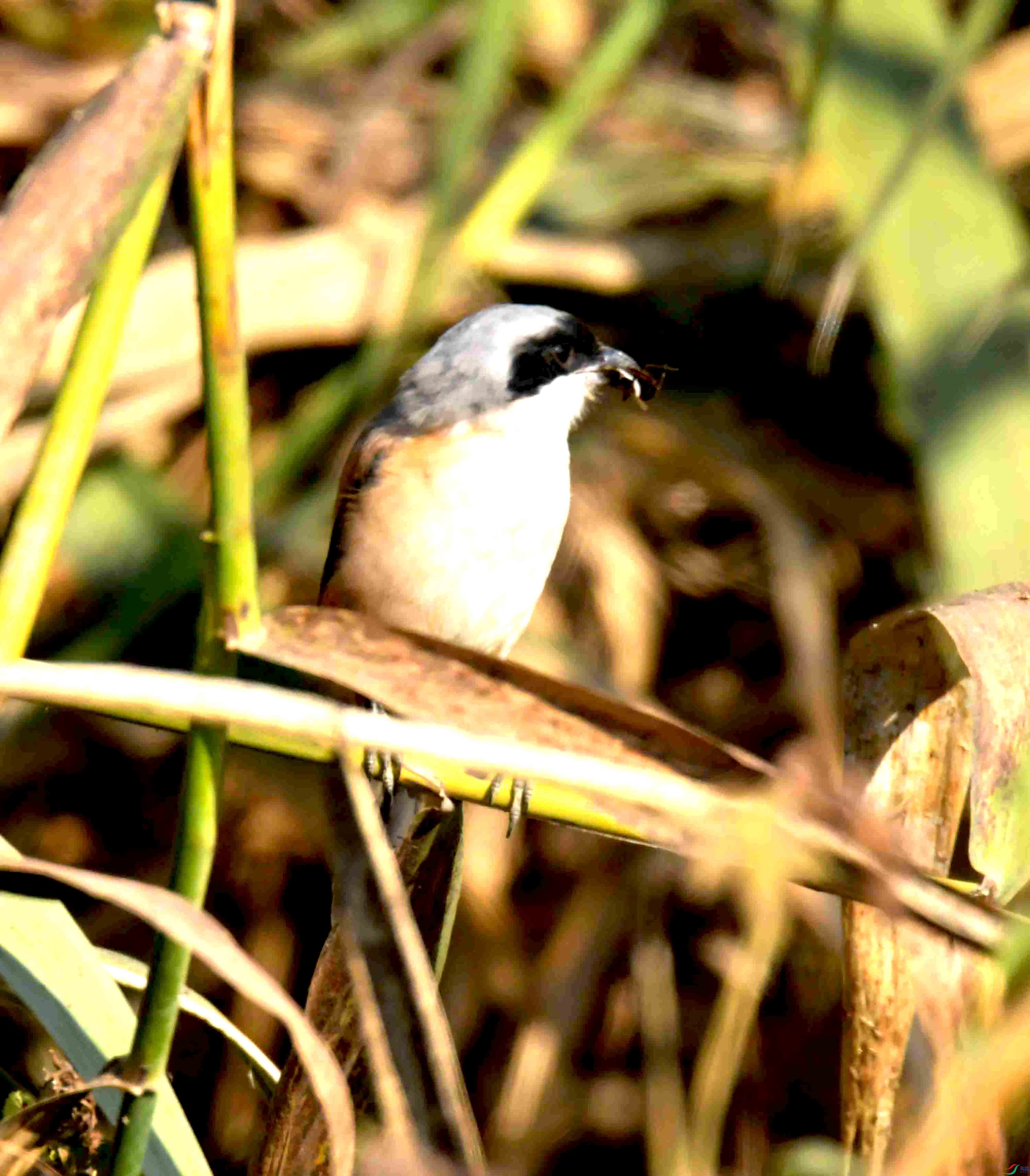 DSC_6668.JPG