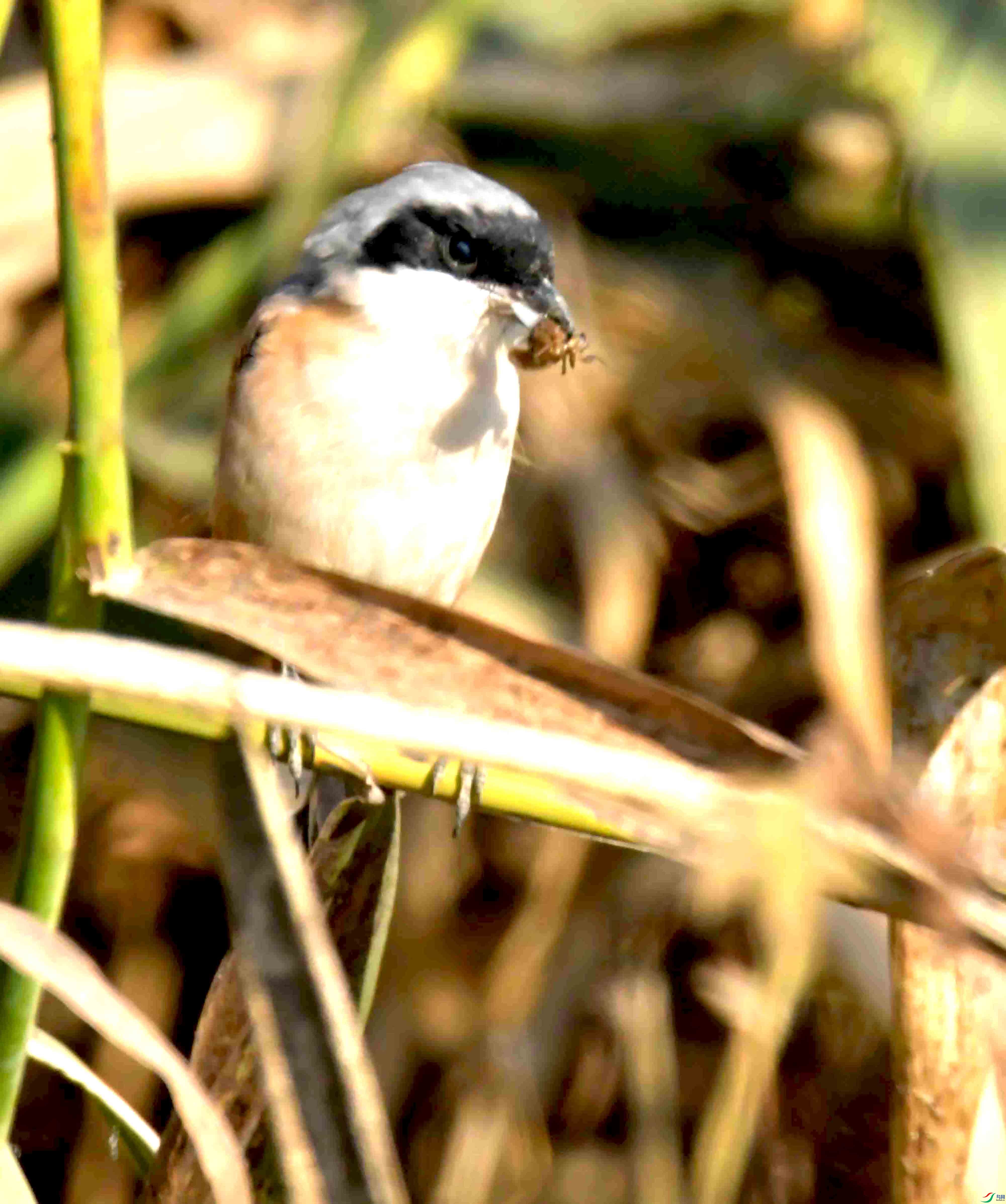 DSC_6666.JPG