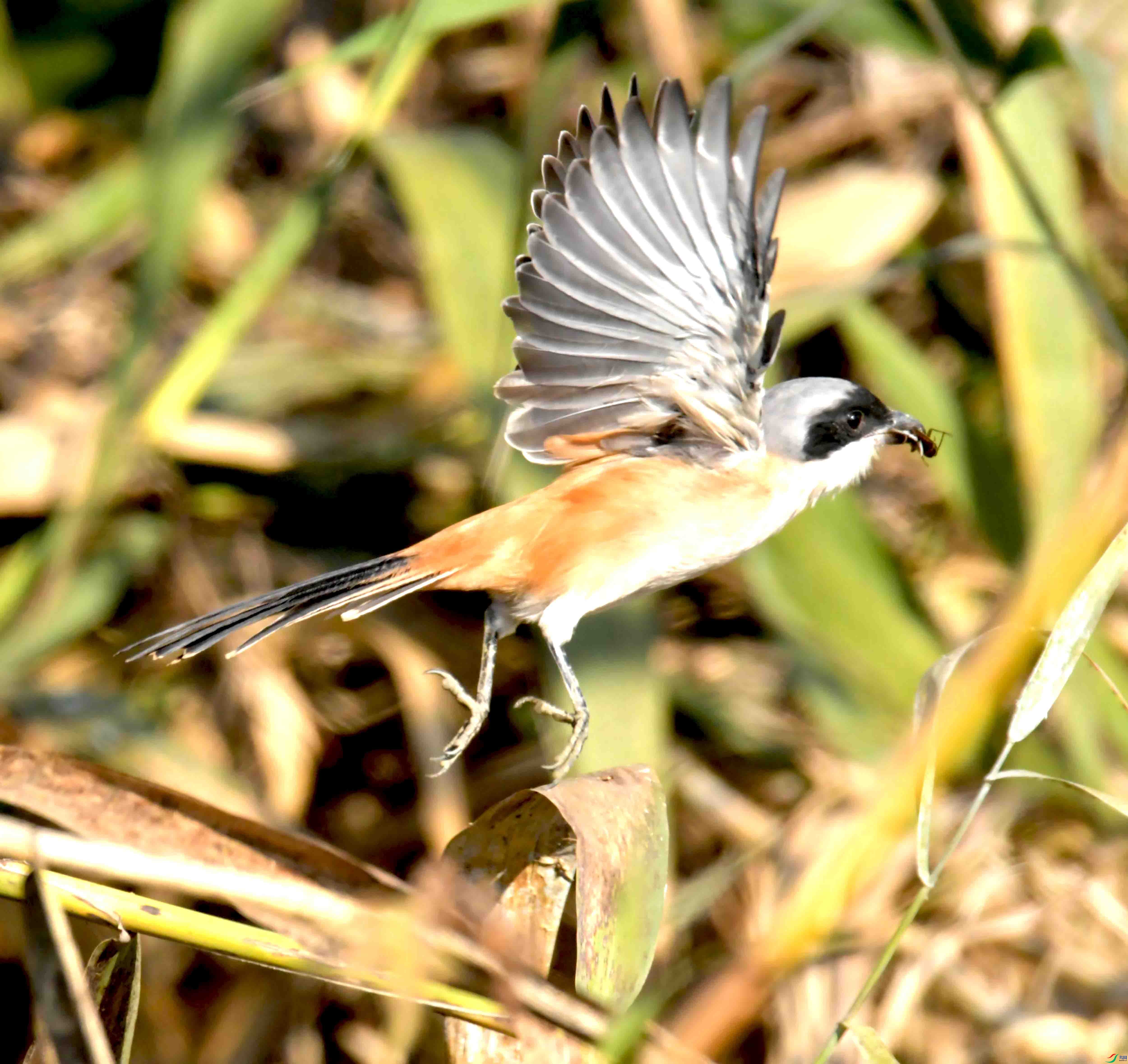 DSC_6677.JPG