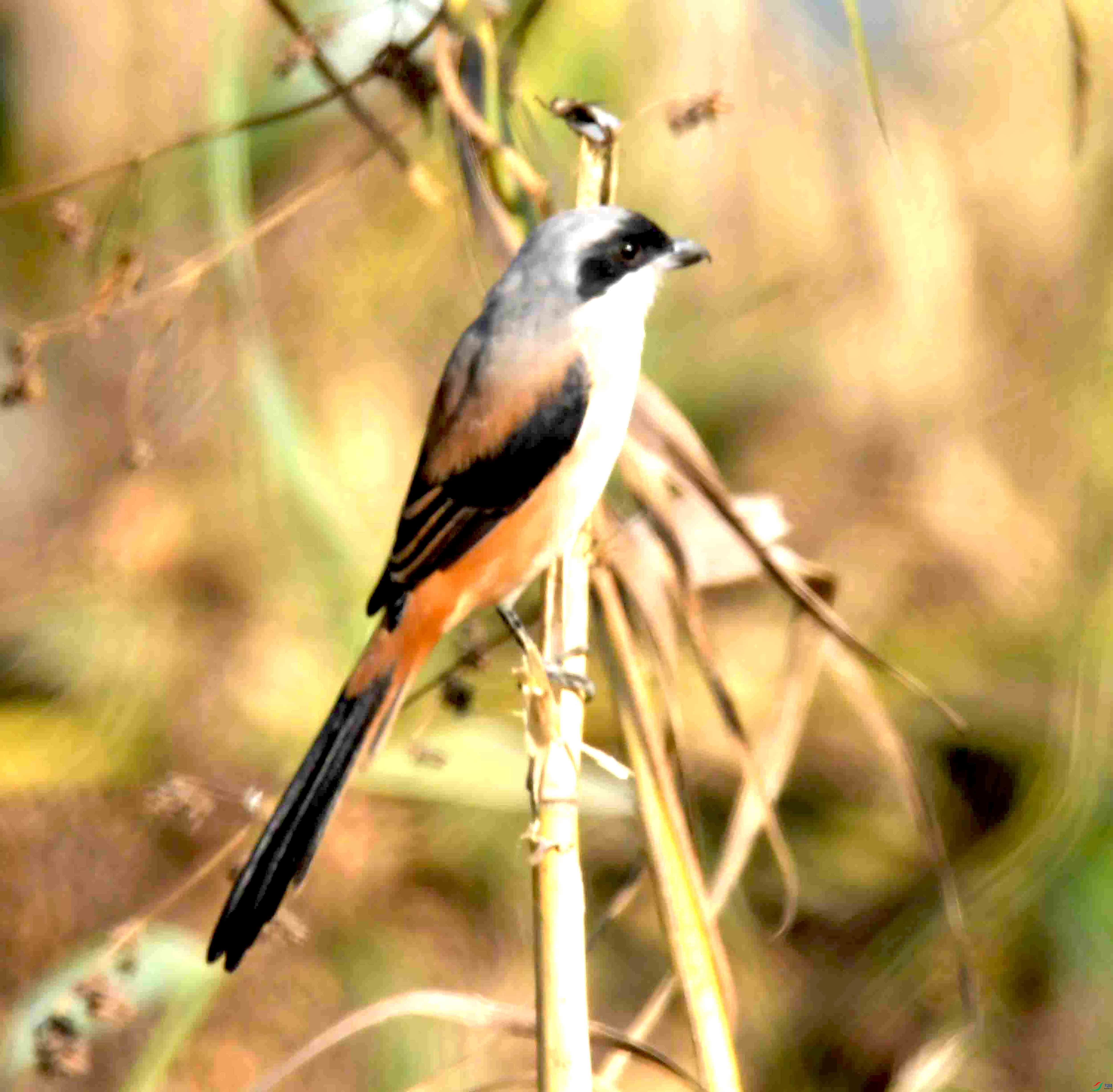 DSC_6680.JPG