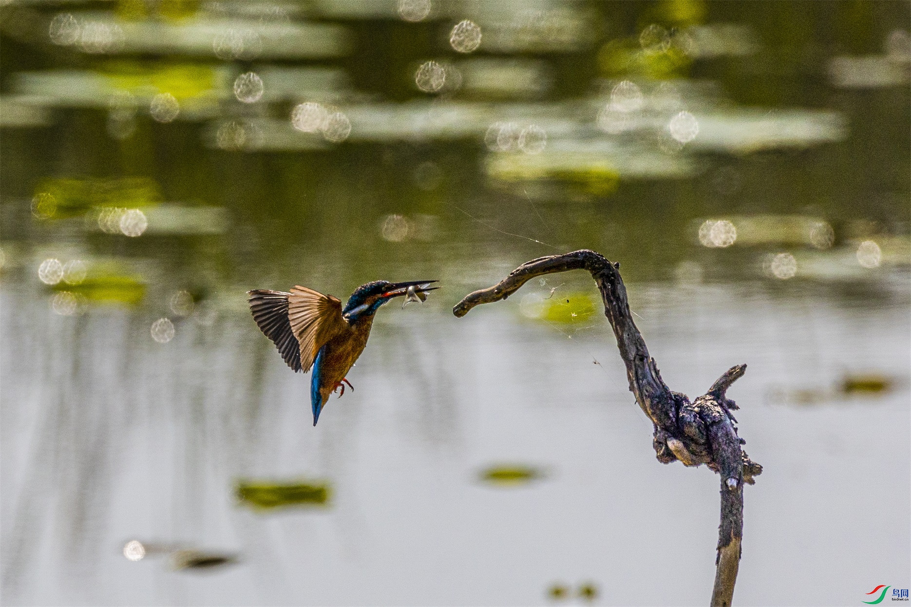 1K3A1133 ����1.jpg