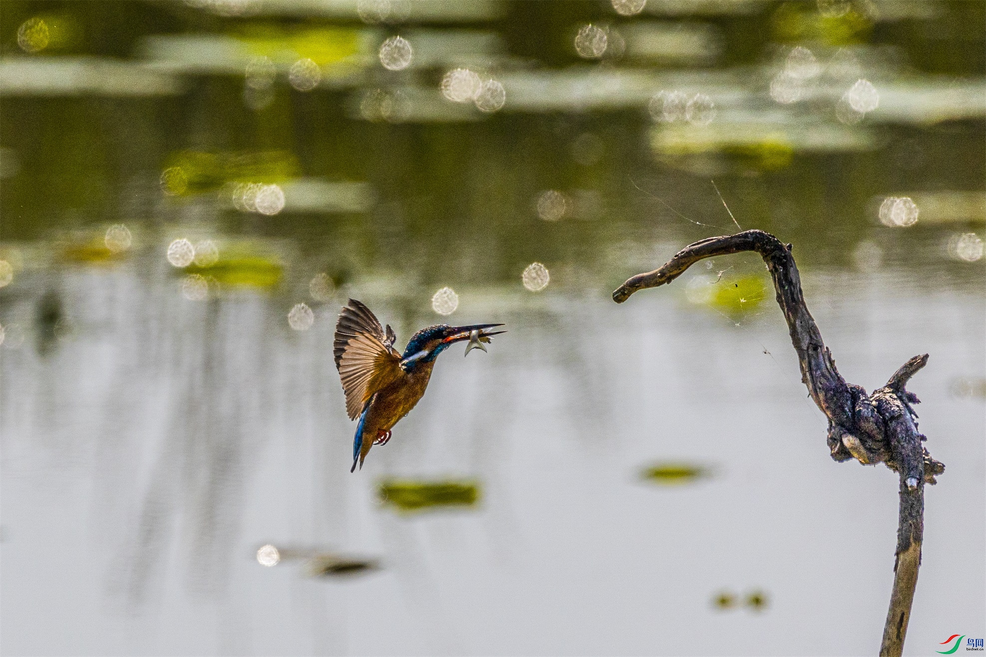 1K3A1132 ����1.jpg