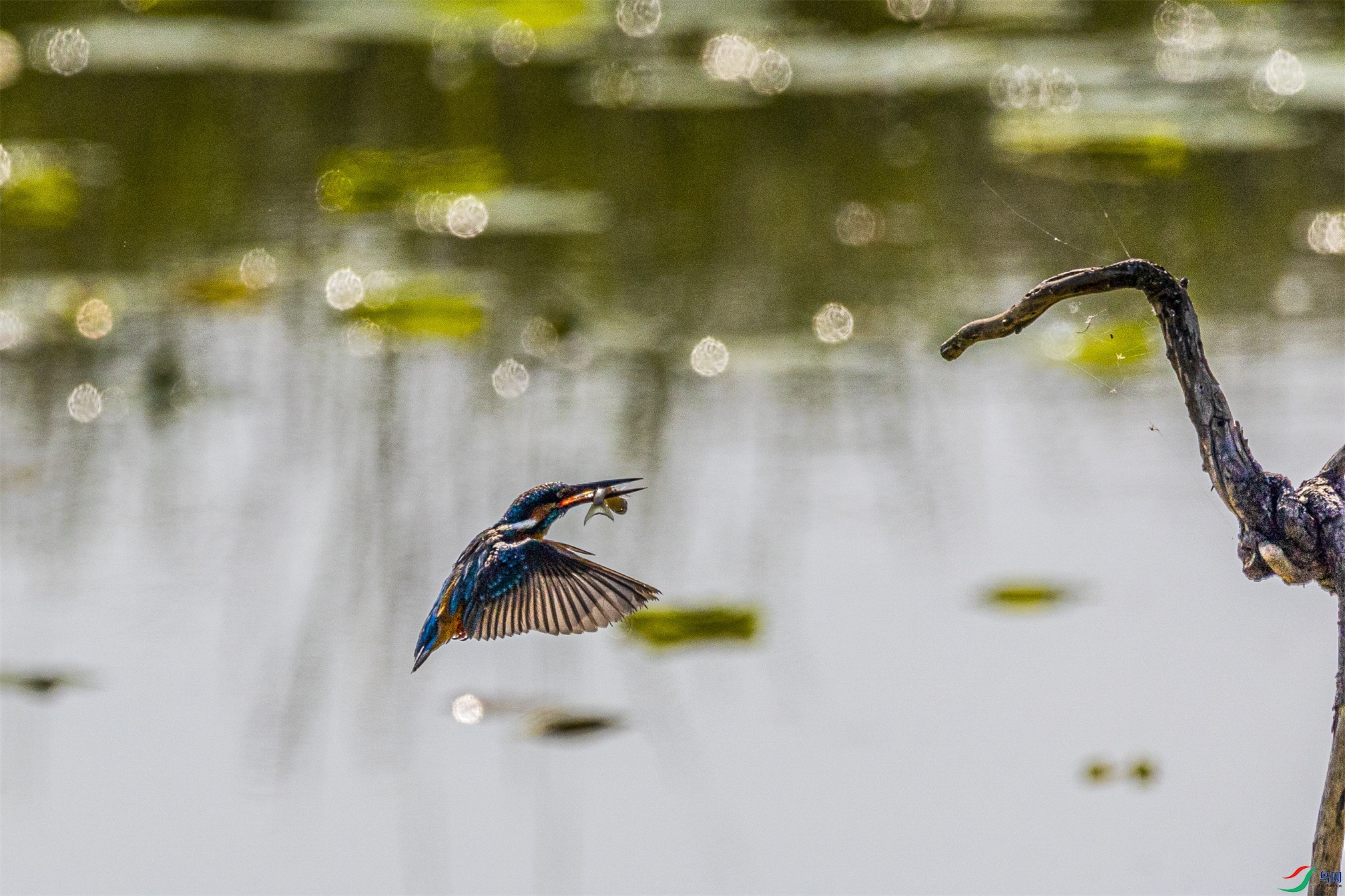 1K3A1131 ����1.jpg