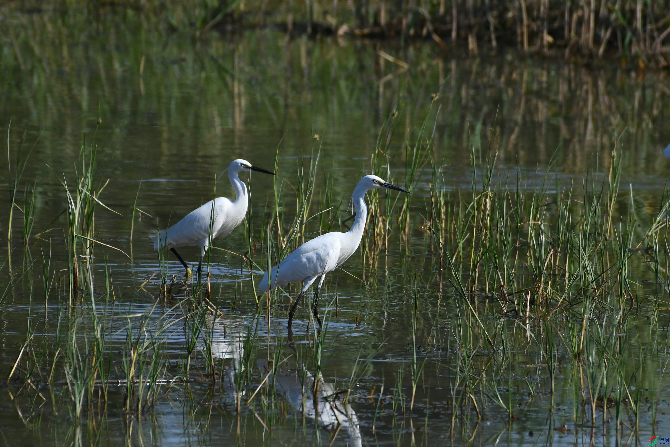 DSC_0937.JPG