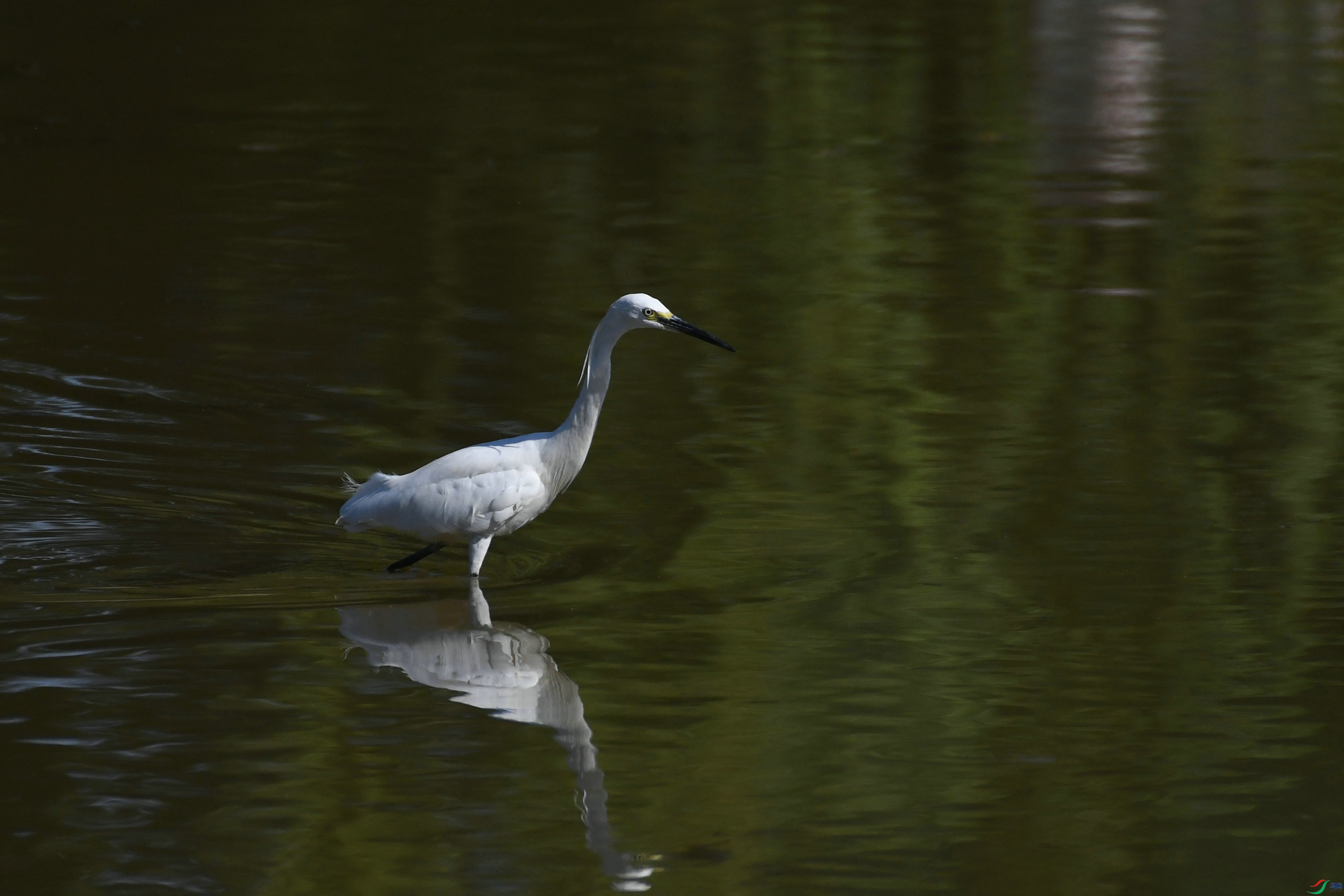 DSC_0969.JPG